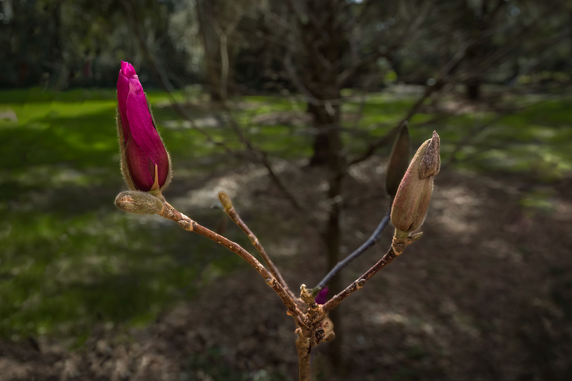 Tulip tree 1, Airlie Gardens