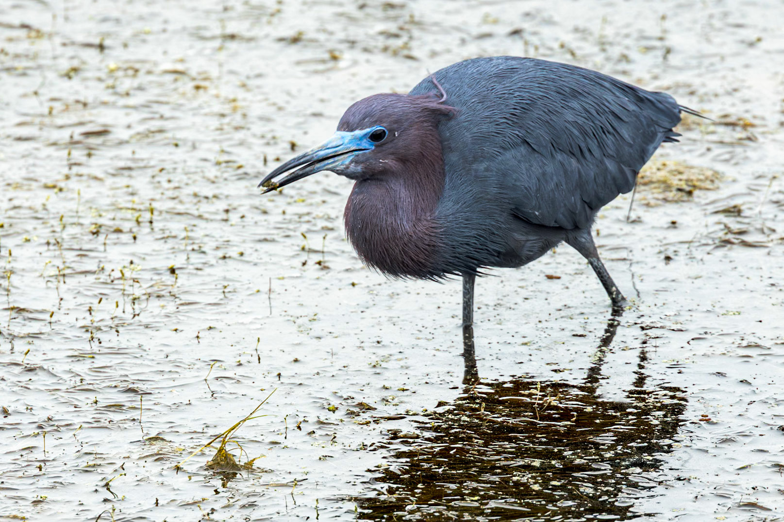 Little blue heron 39, Huntington Beach State Park, SC