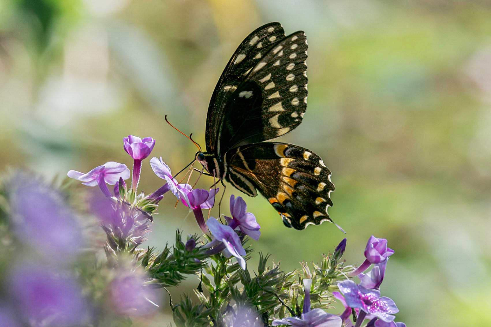 Palamedes swallowtail 16, Brunswick County Botanical Gardens
