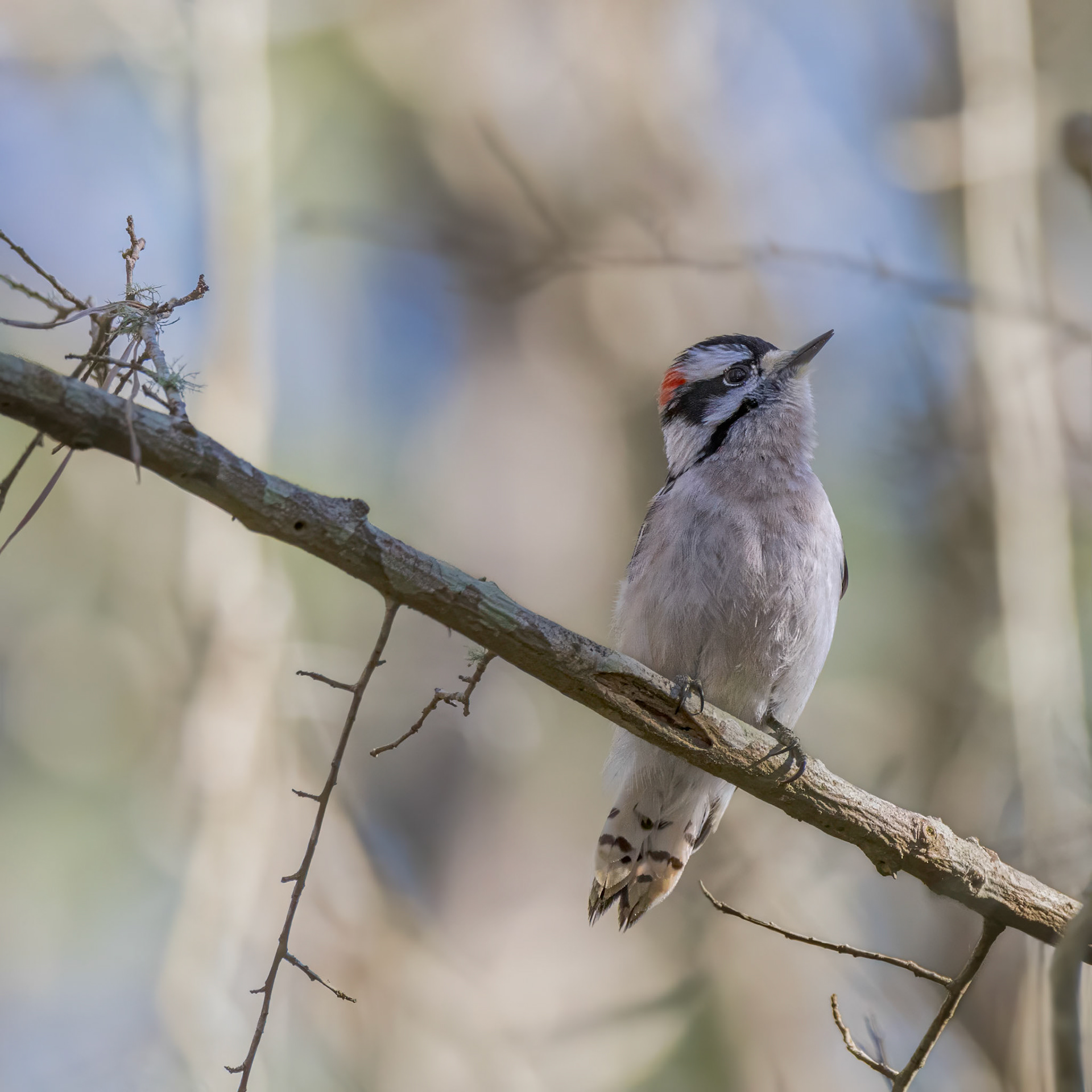 Downy woodpecker 4, Huntington Beach State Park, SC, Huntington Beach State Park, SC