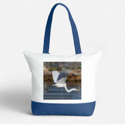 great egret 30 on blue