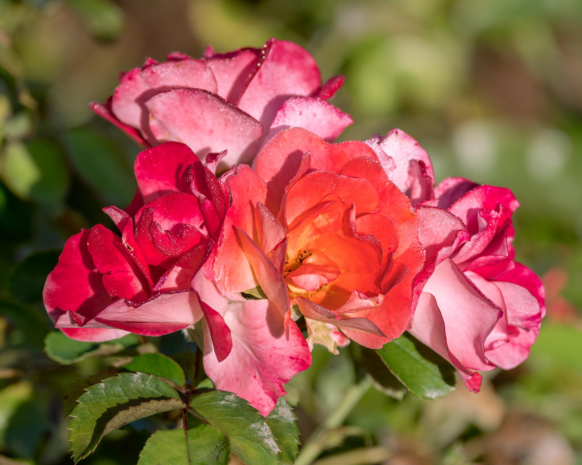Rose 39, New Hanover County Arboretum