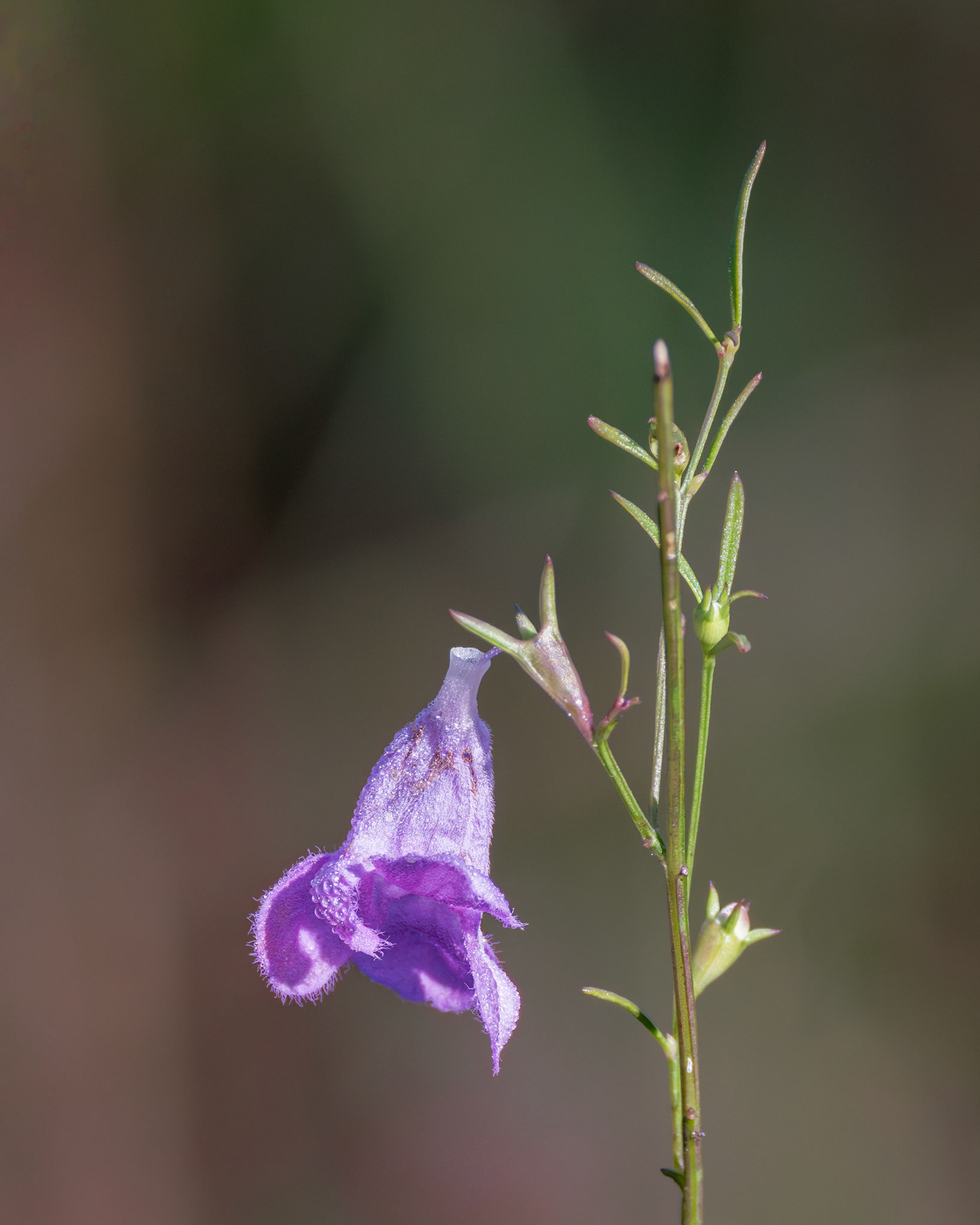 Flaxleaf false foxglove 5, Green Swamp Preserve