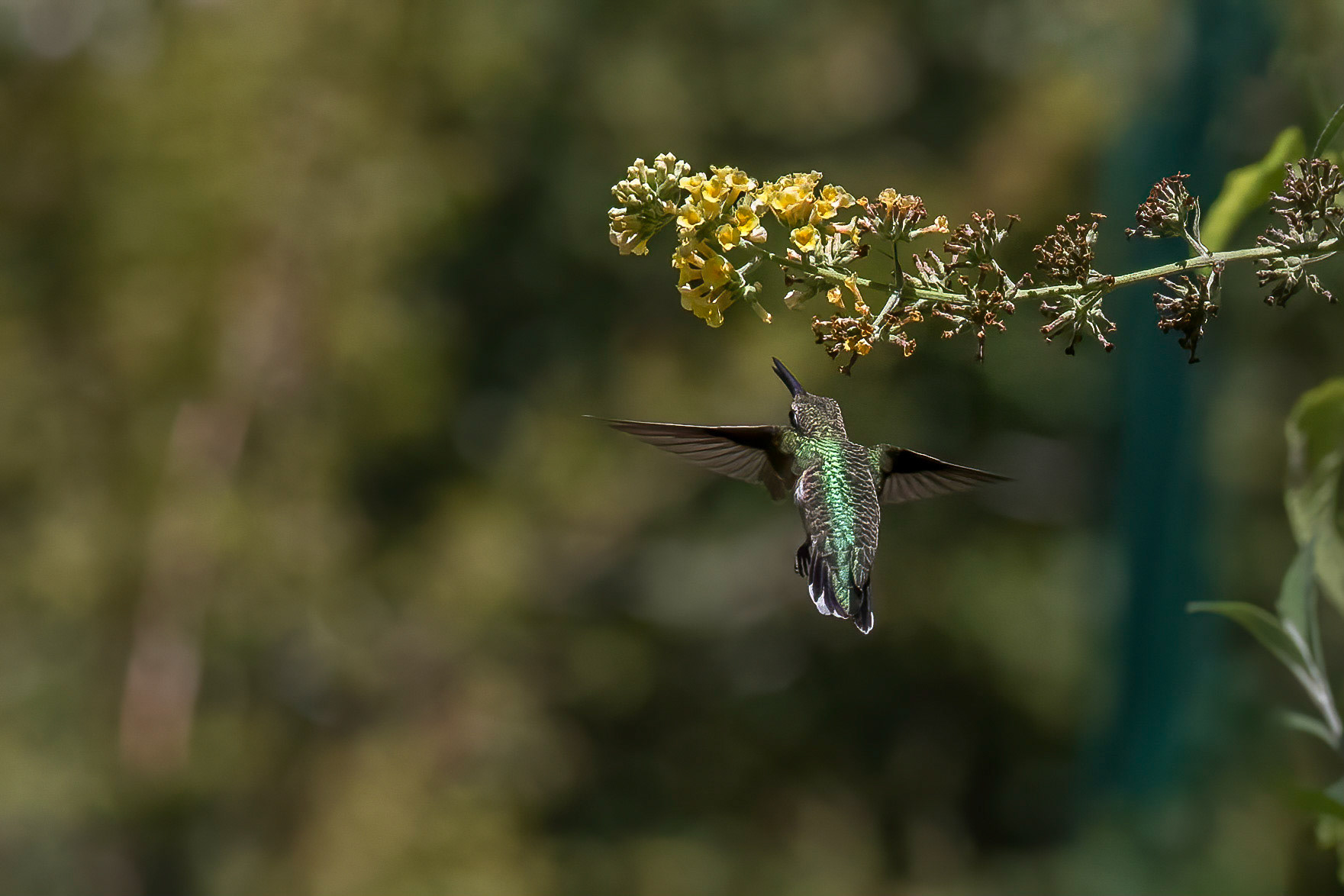Hummingbird 6, Brunswick County Botanical Gardens