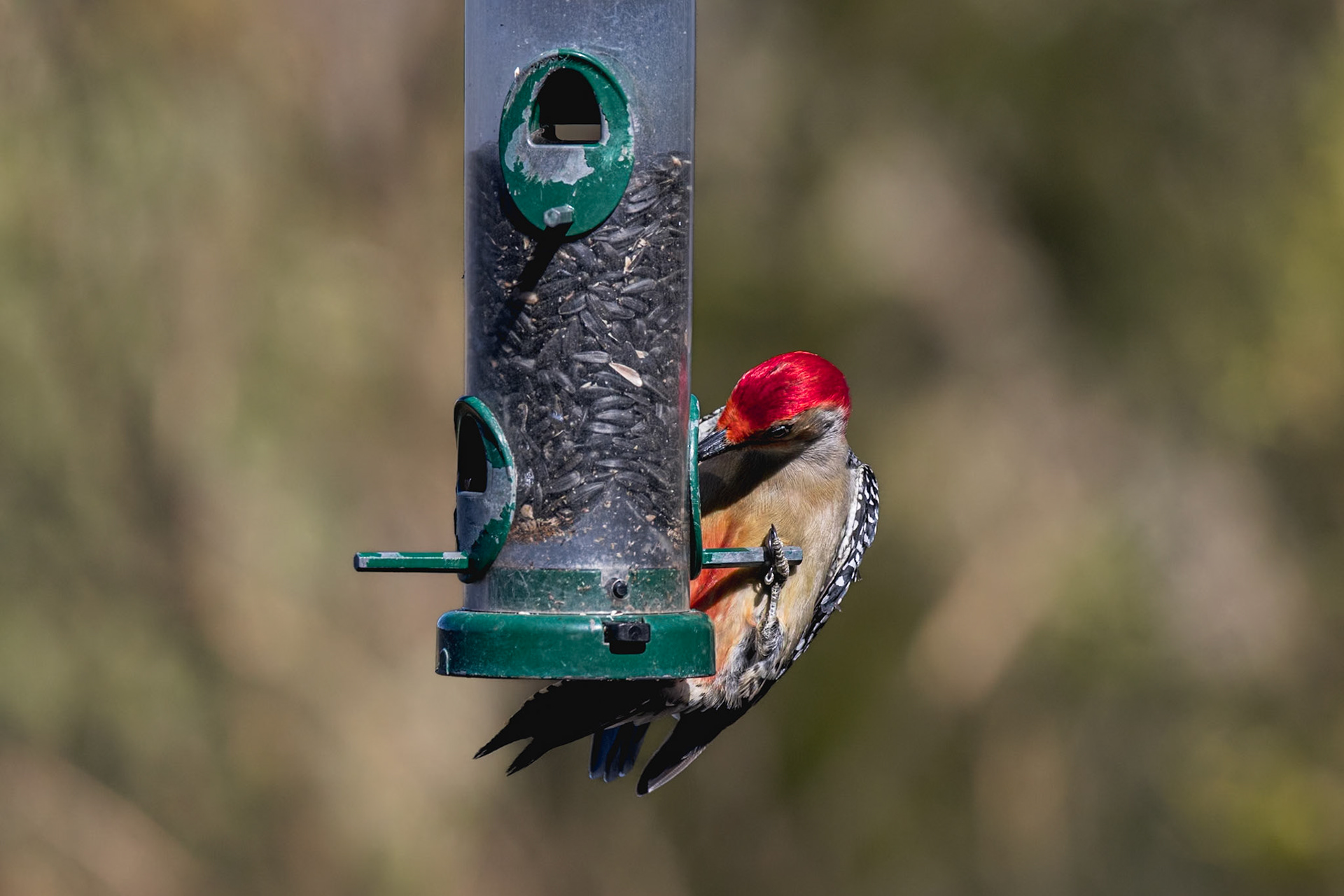 Red bellied woodpecker 7, Huntington Beach State Park, SC