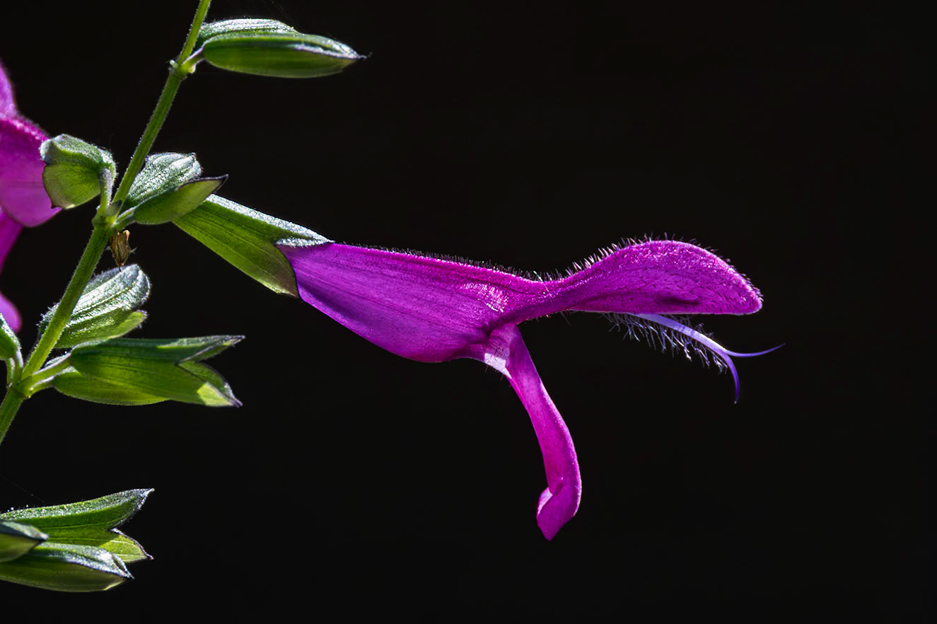 Anise-scented salvia or hummingbird salvia 3, Brunswick County Botanical Gardens