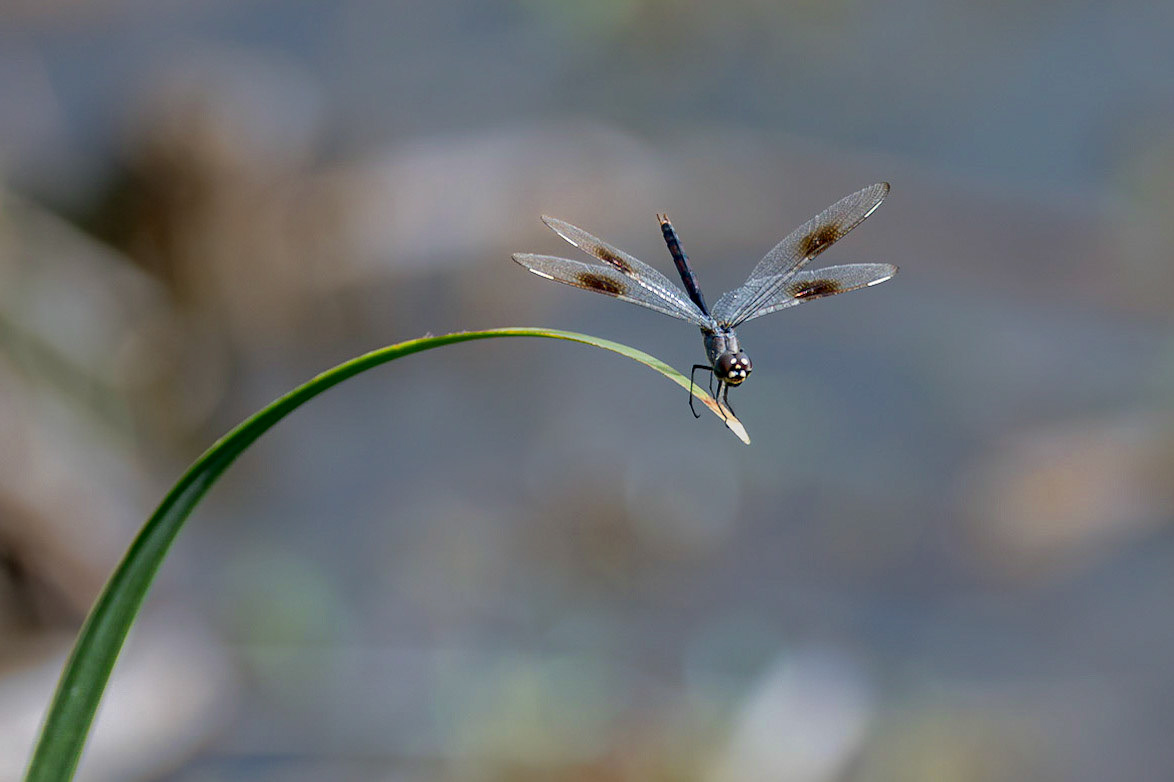 Four spotted pennant 4, Carl Bazemore Bird Walk