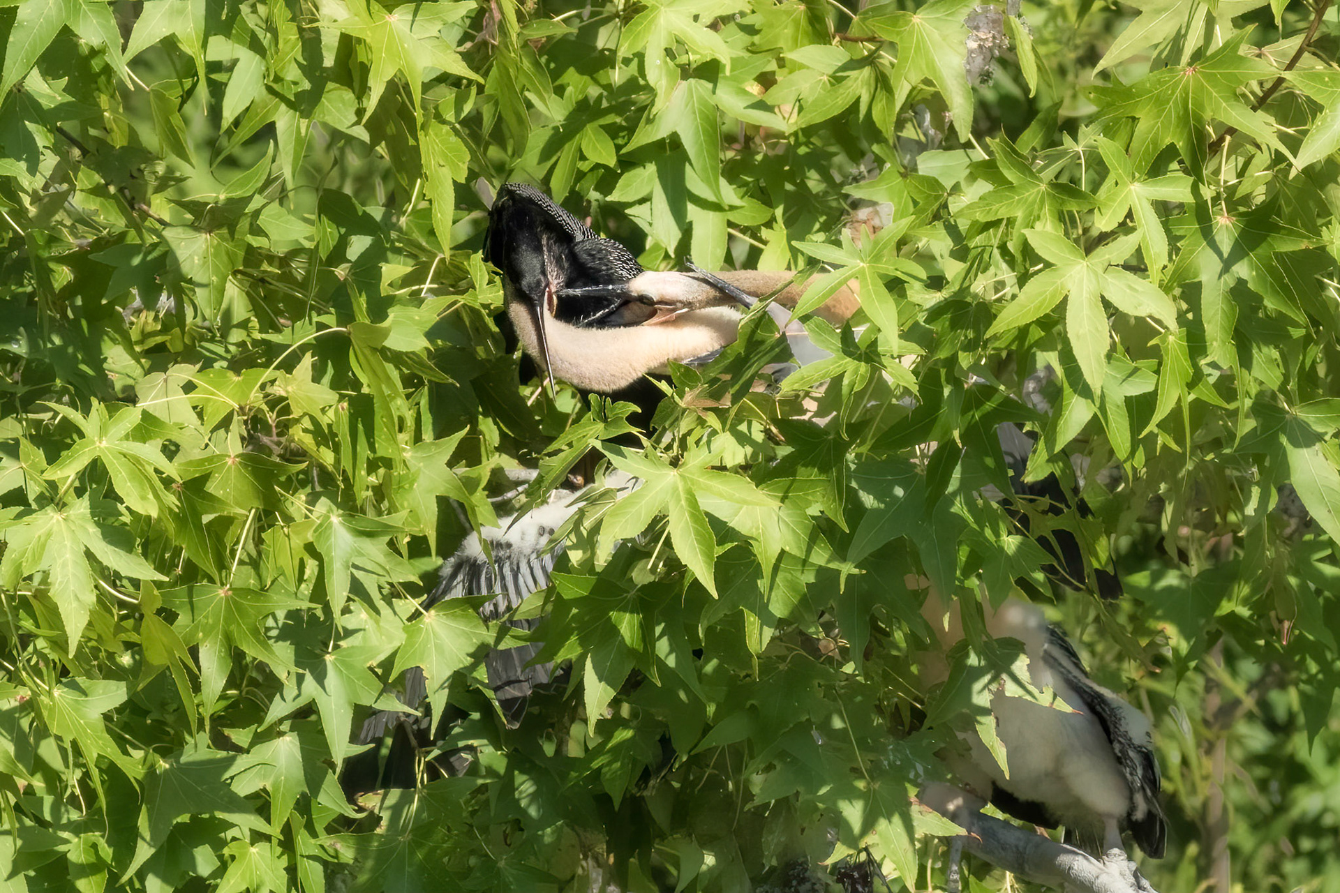 Anhinga nest 18, Sea Trail, Week of July 25, Nest 1