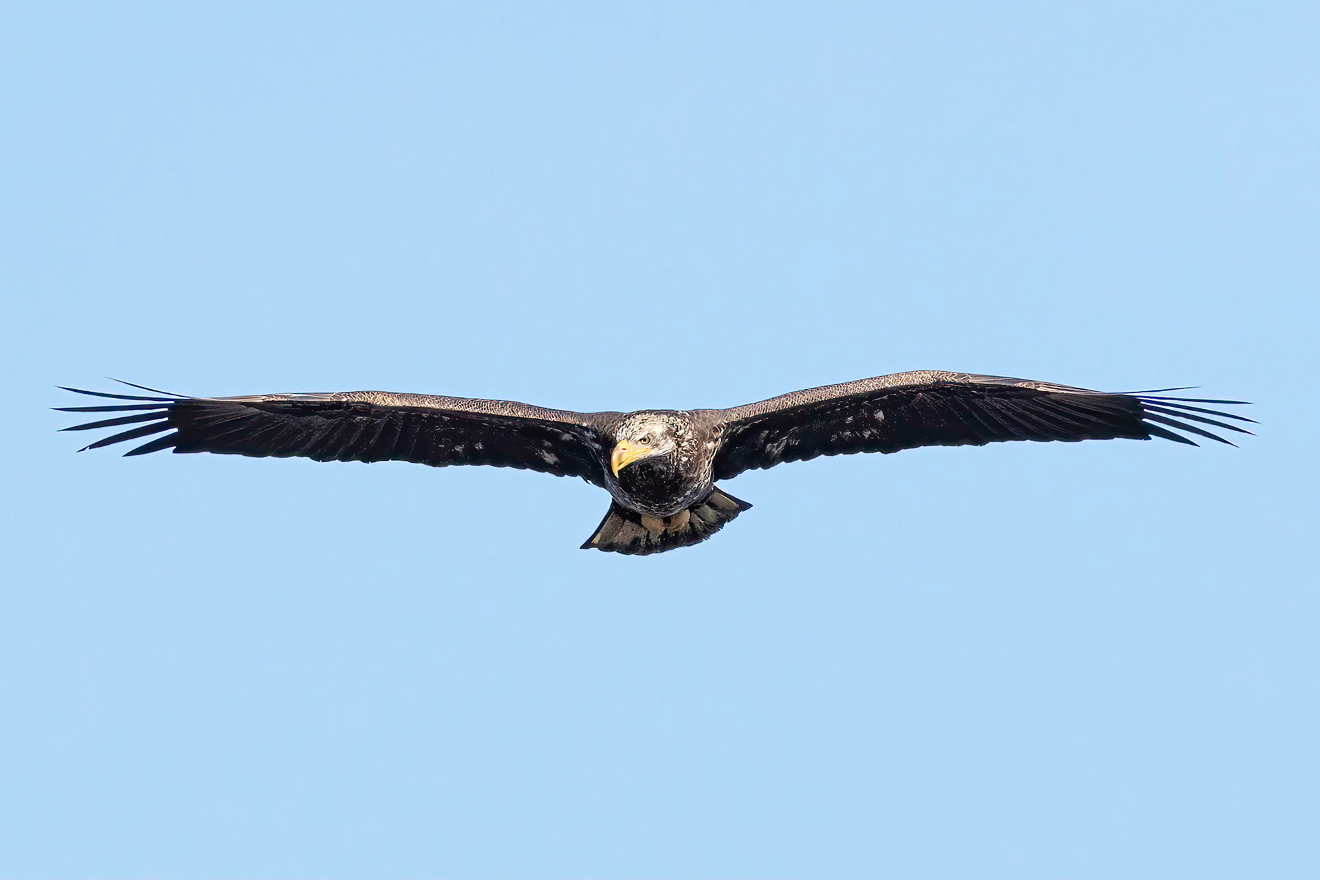 Bald eagle 4, Immature, Huntington Beach SC