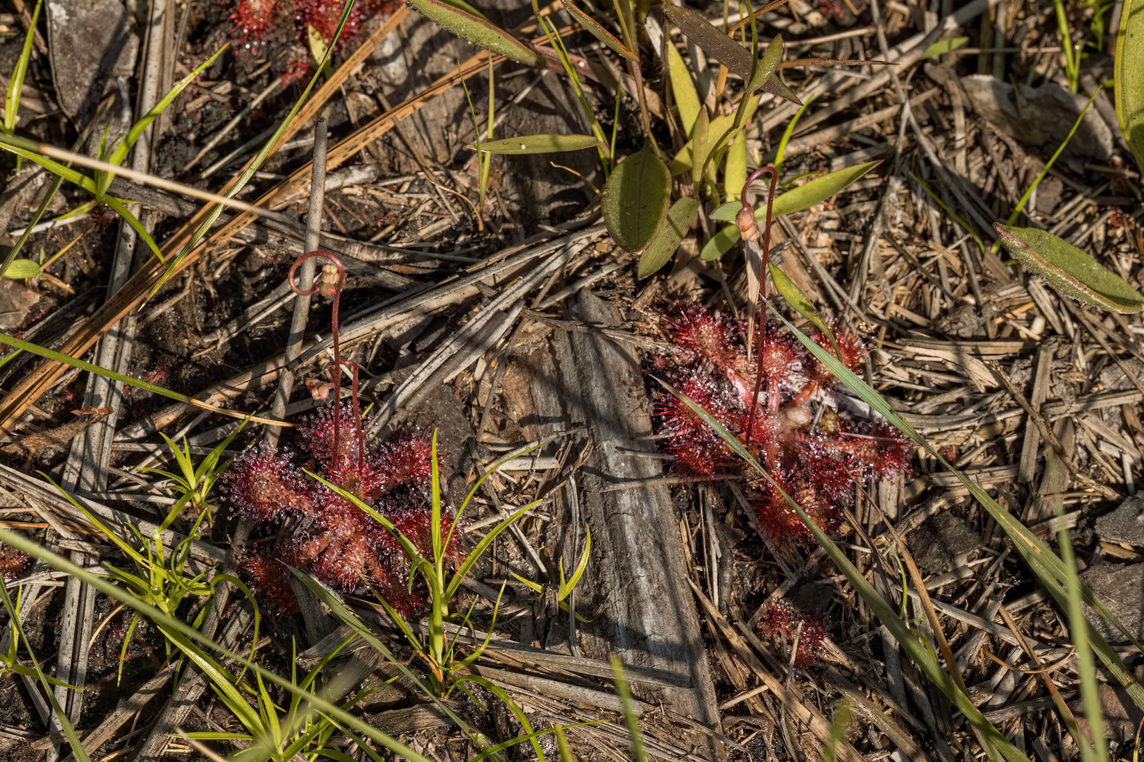 Pink Sundew 1, Green Swamp Preserve