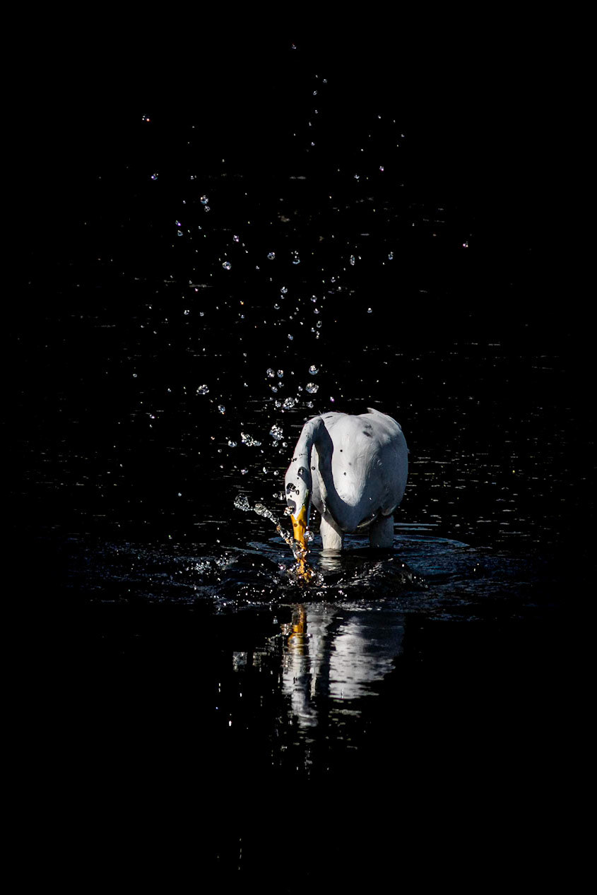 Great Egret 42, Huntinton Beach SC