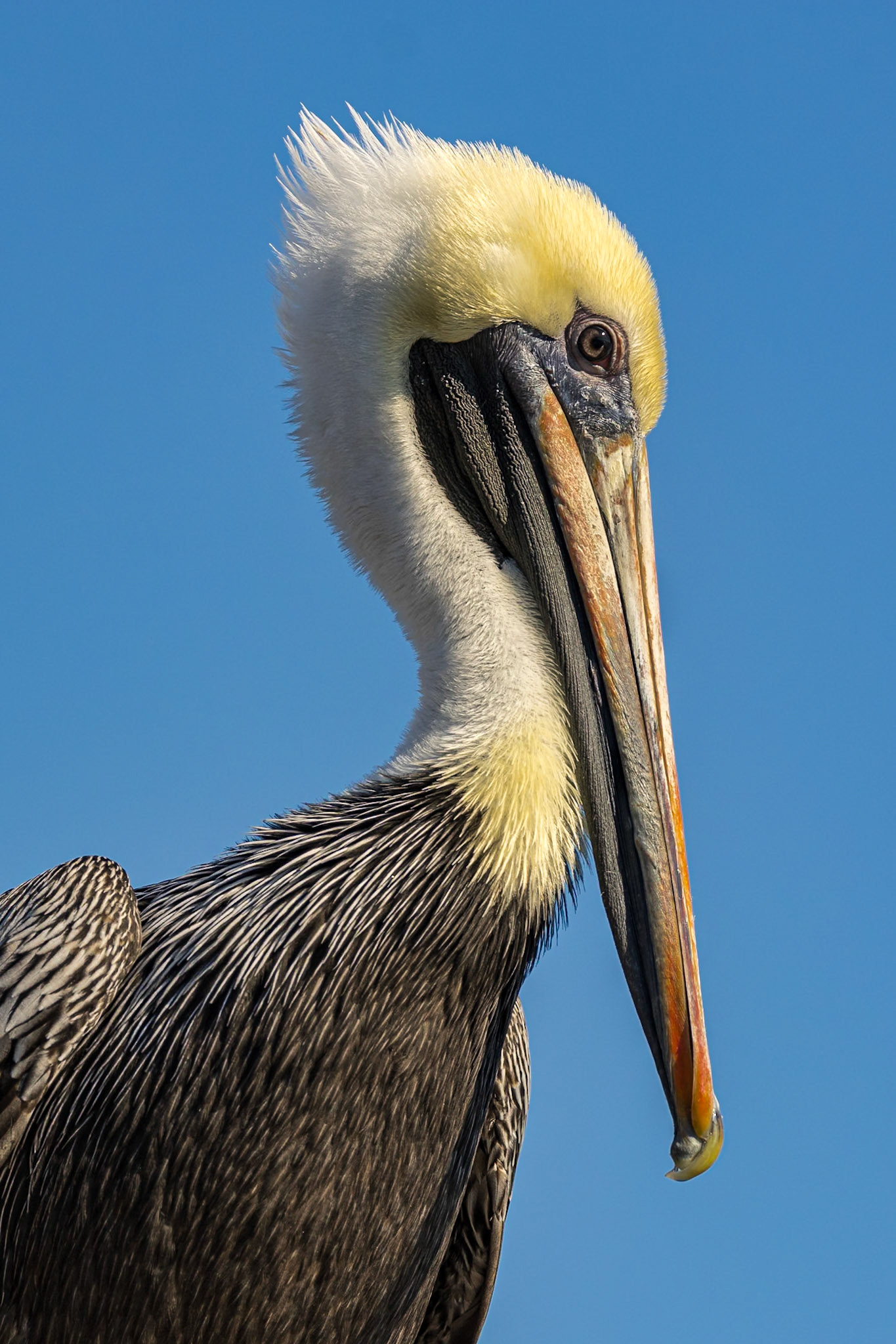 Pelicans 70, Calabash docks