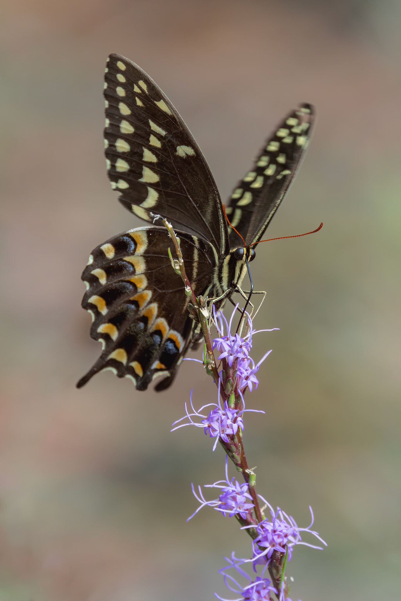 Palamedes swallowtail 19, Green Swamp Preserve