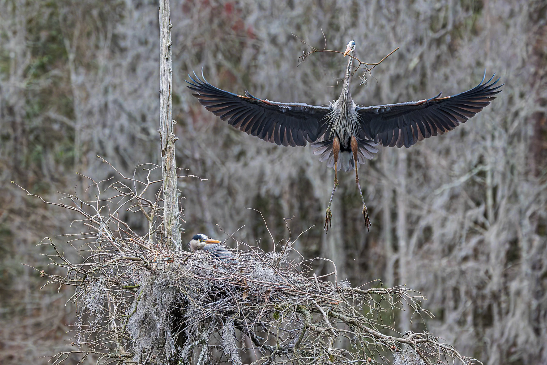 Great Blue Heron 97, Magnolia Plantation, Charlestton, SC