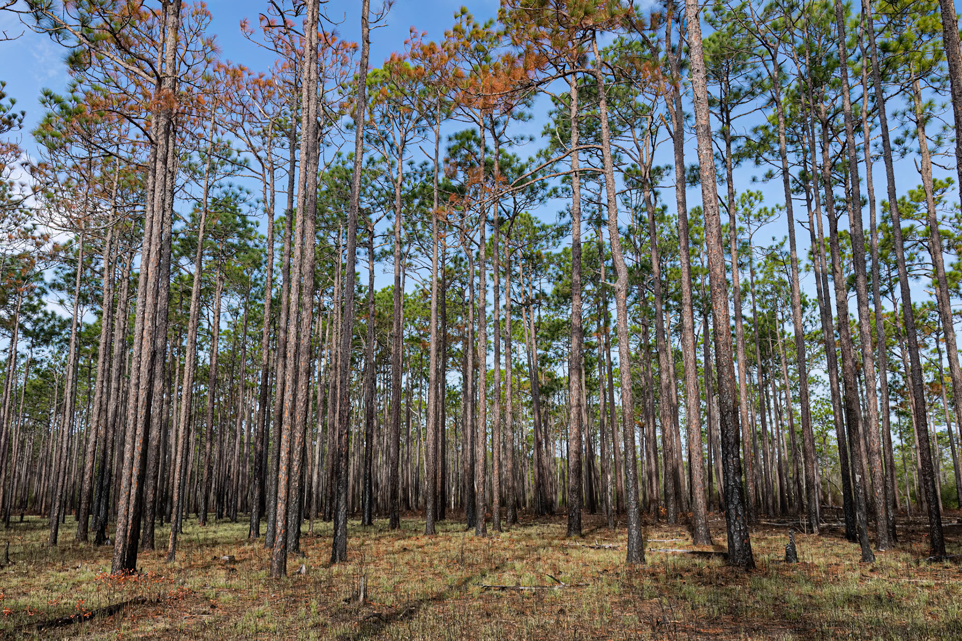 Greenswamp Pine Barren 4