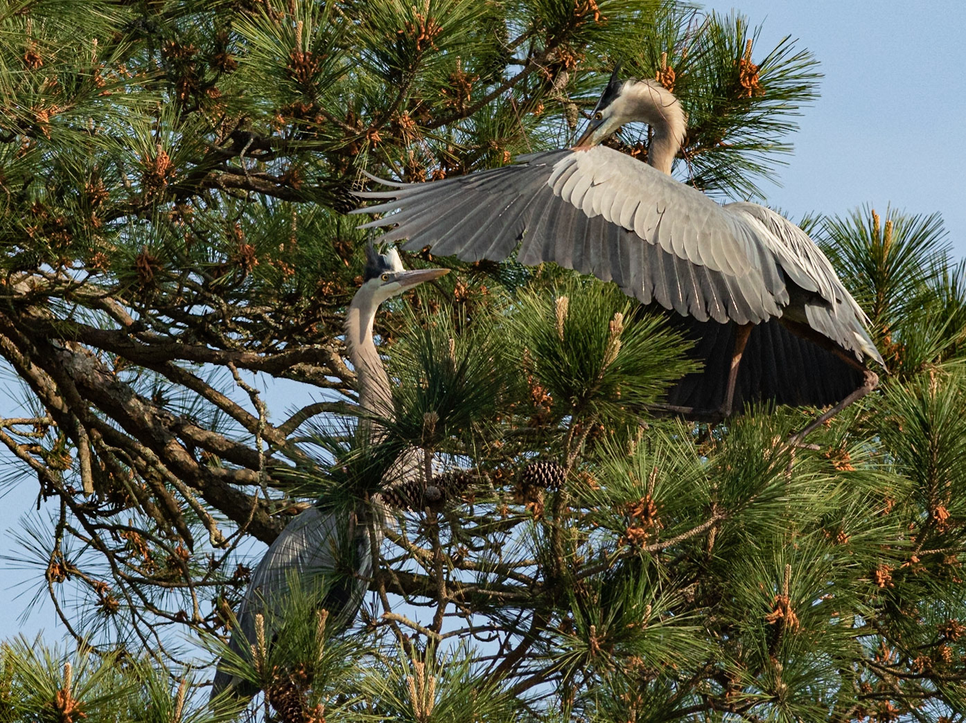 Rookery 7, Sea Trail
