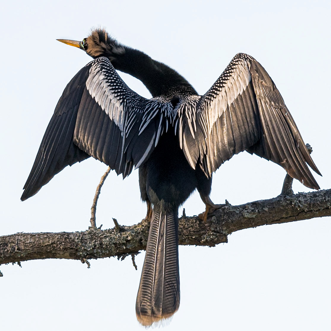 Anhinga 28, Huntington Beach State Park