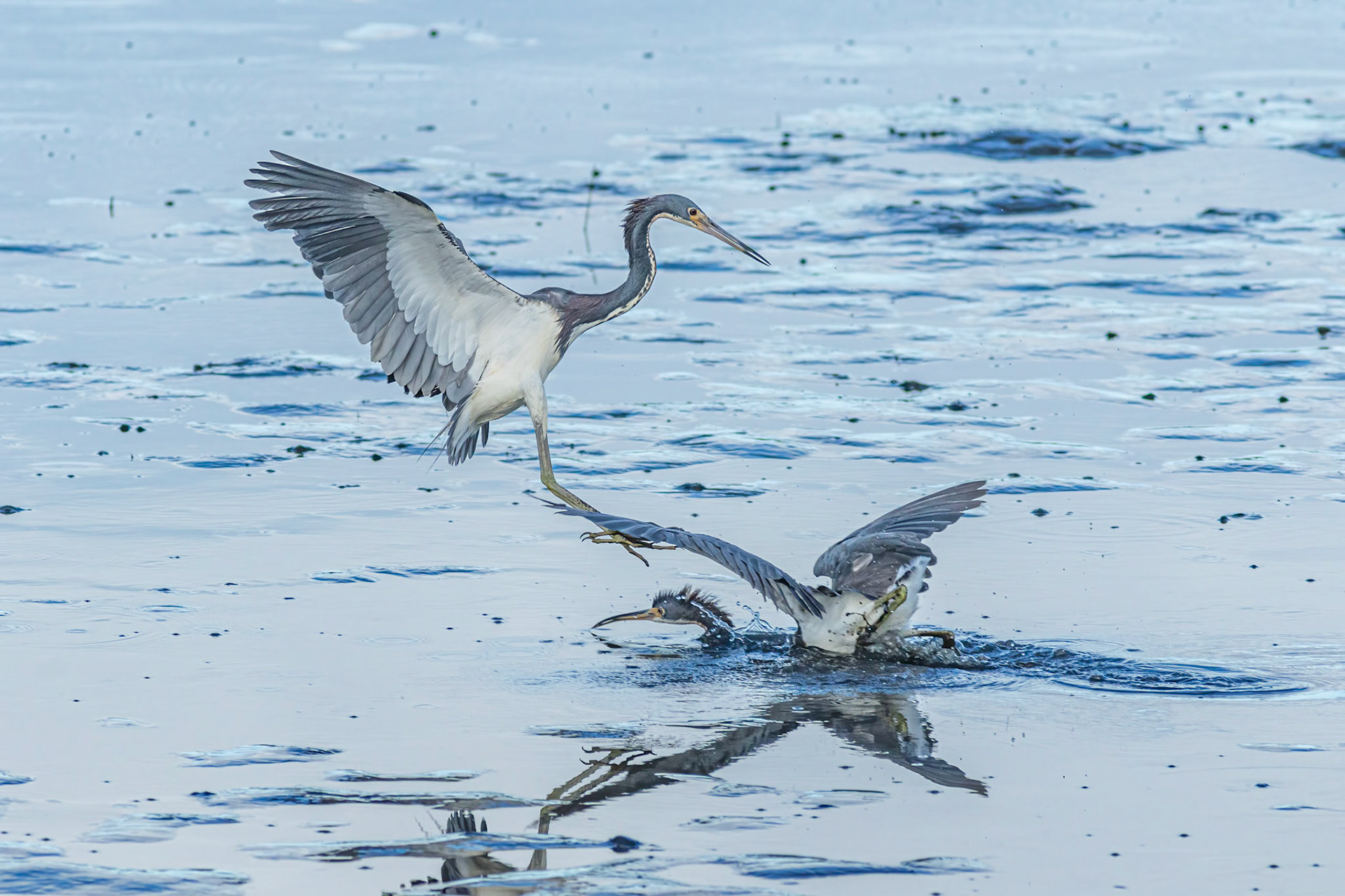 Tricolor heron crash landing 1, OIB gazebo behind chapel