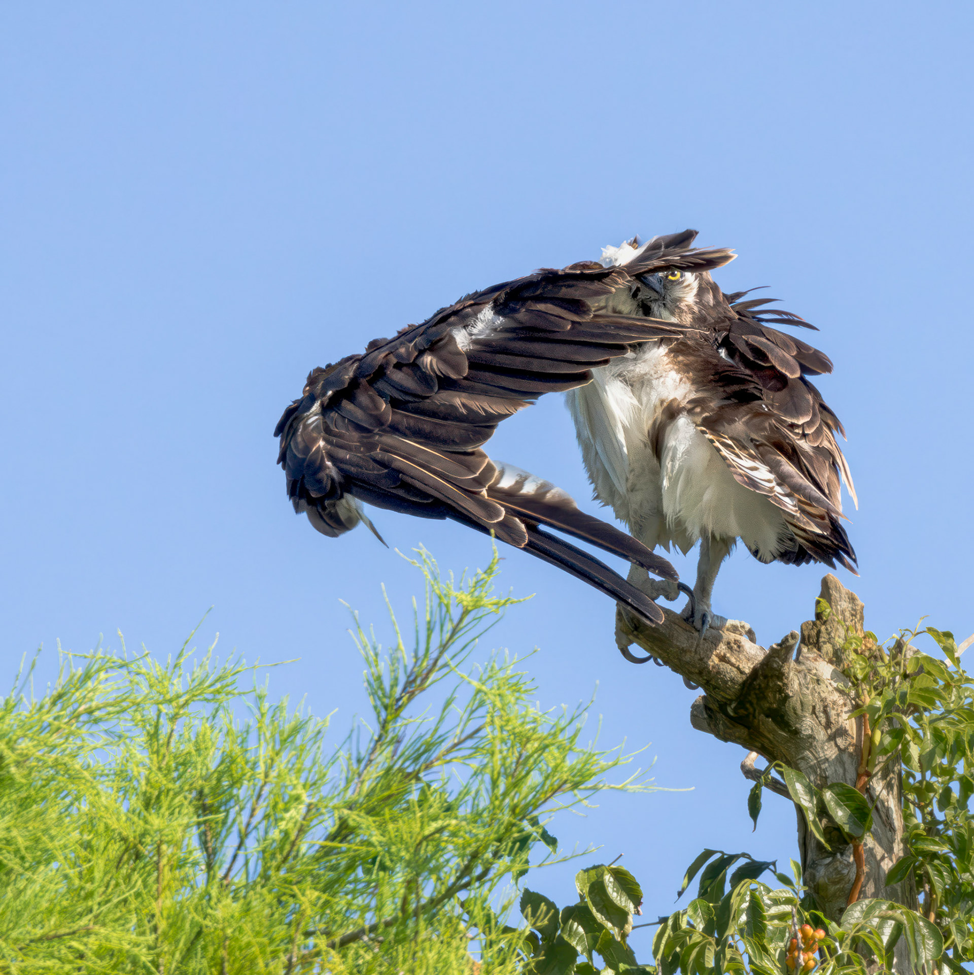 Osprey 116, Sea Trail