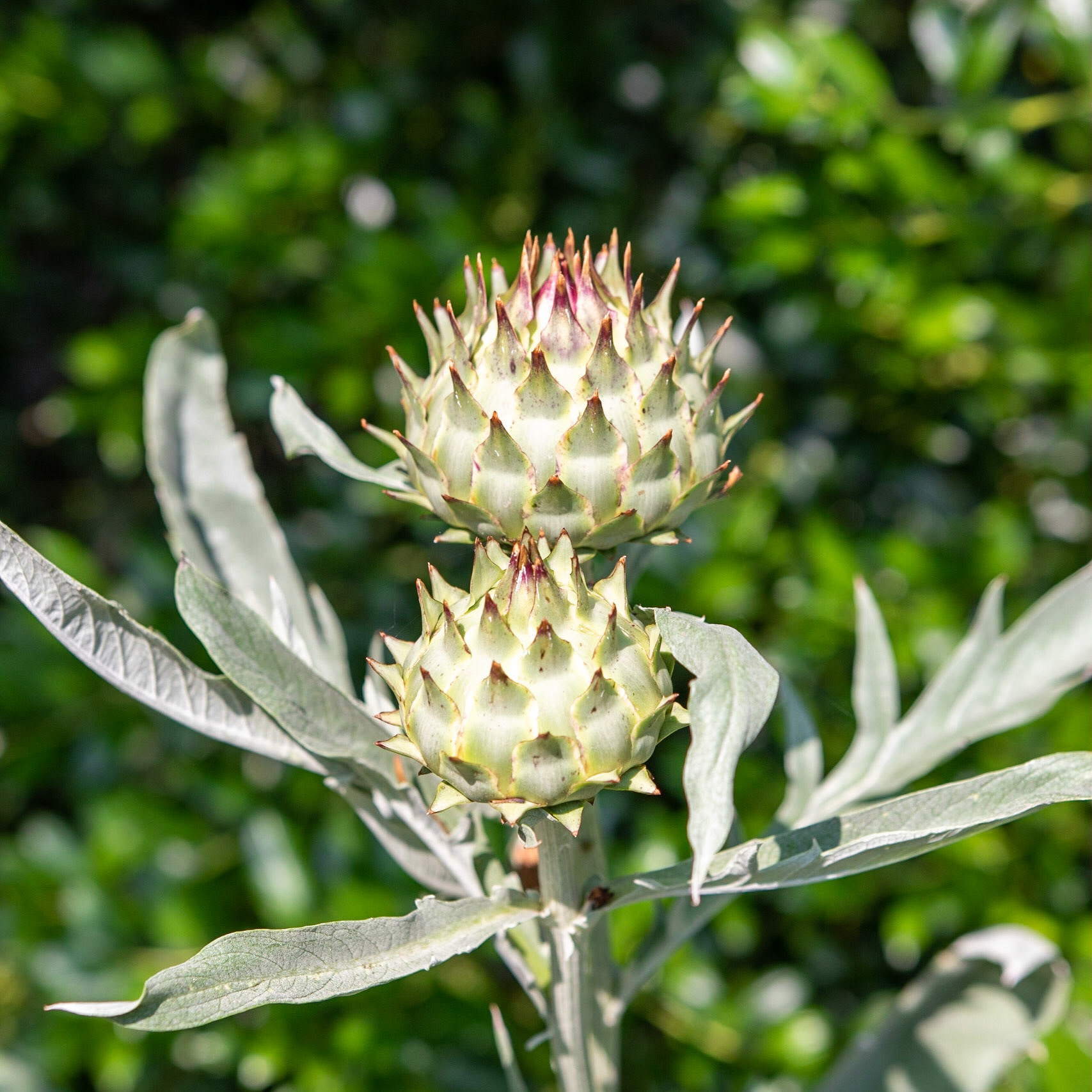 Fearrington Village, NC 8