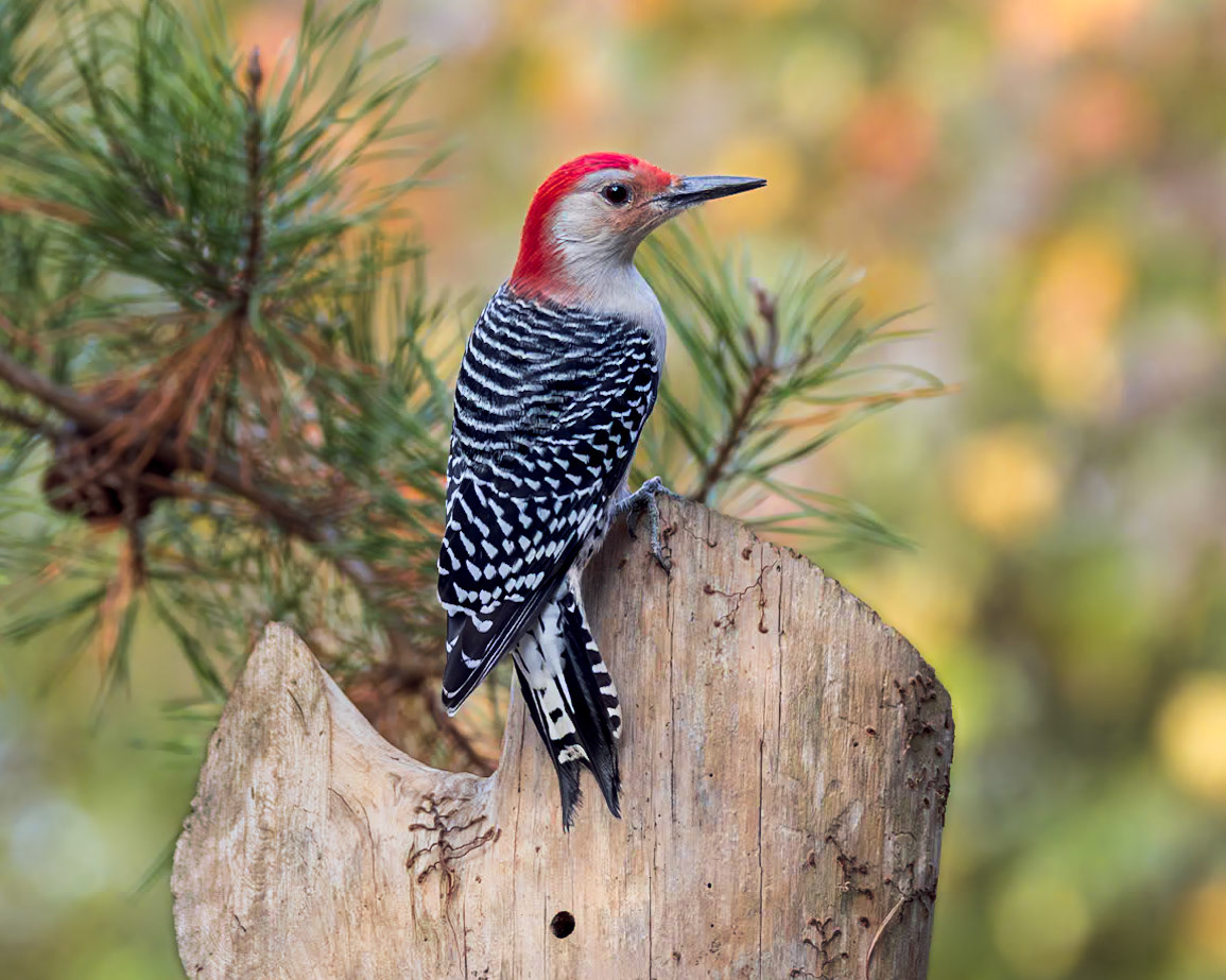 Red bellied woodpecker 5, The Nut House, Clemson, SC