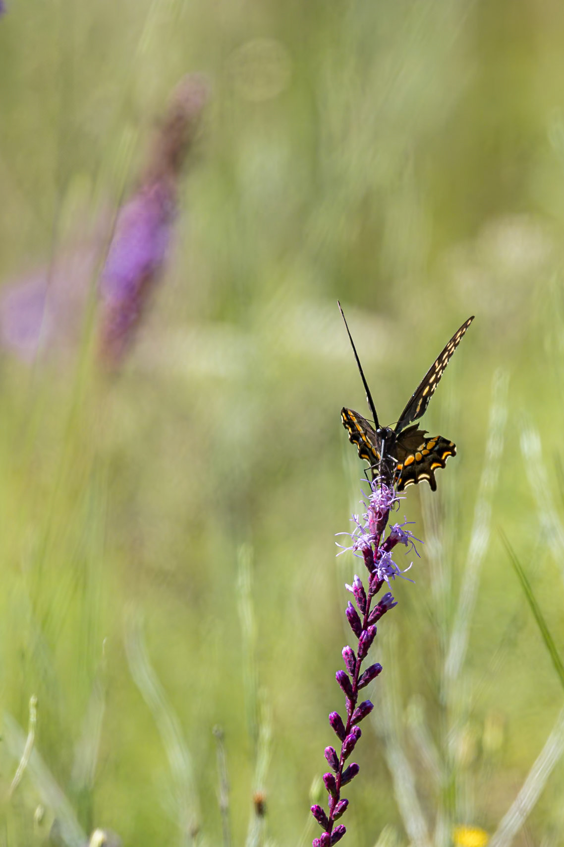 Black swallowtail on dense blazing star 3, Green swamp area