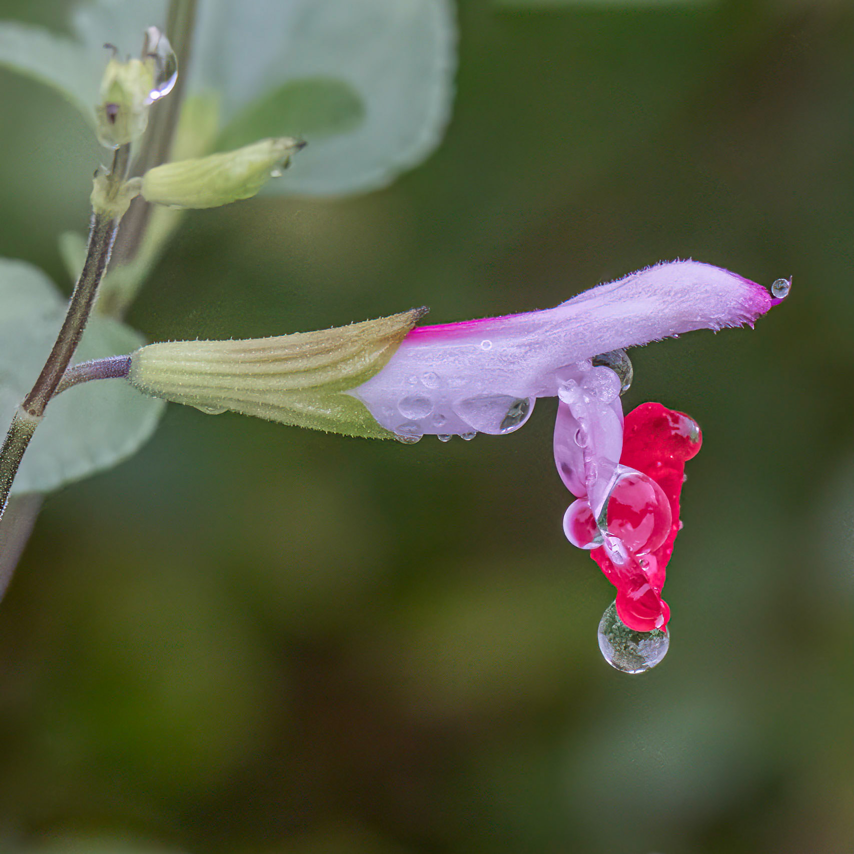 Hot lips salvia 5, Brunswick County Botanical Gardens