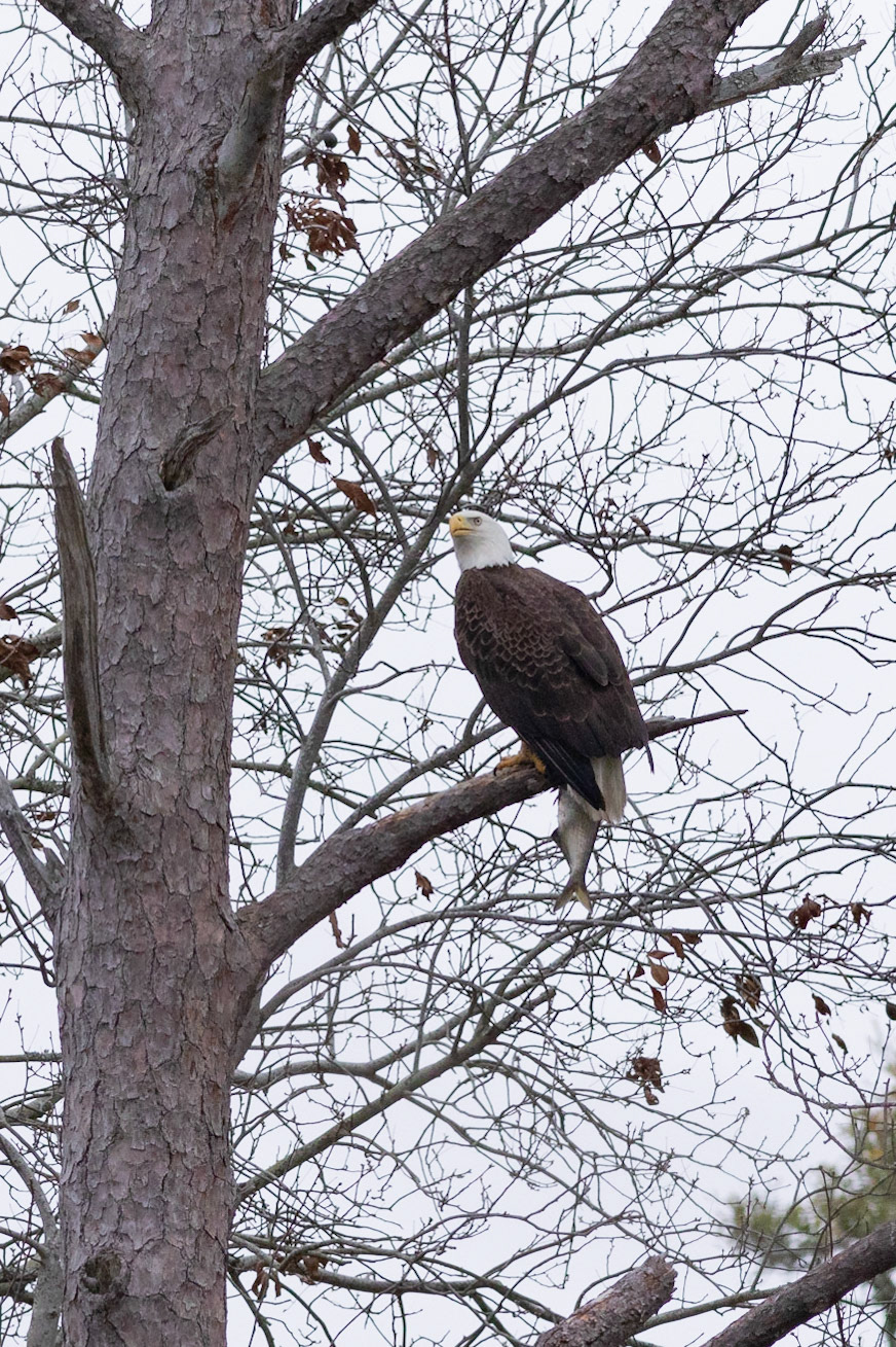 Bald Eagle 30, Carl Bazemore Platform, Sunset Beach