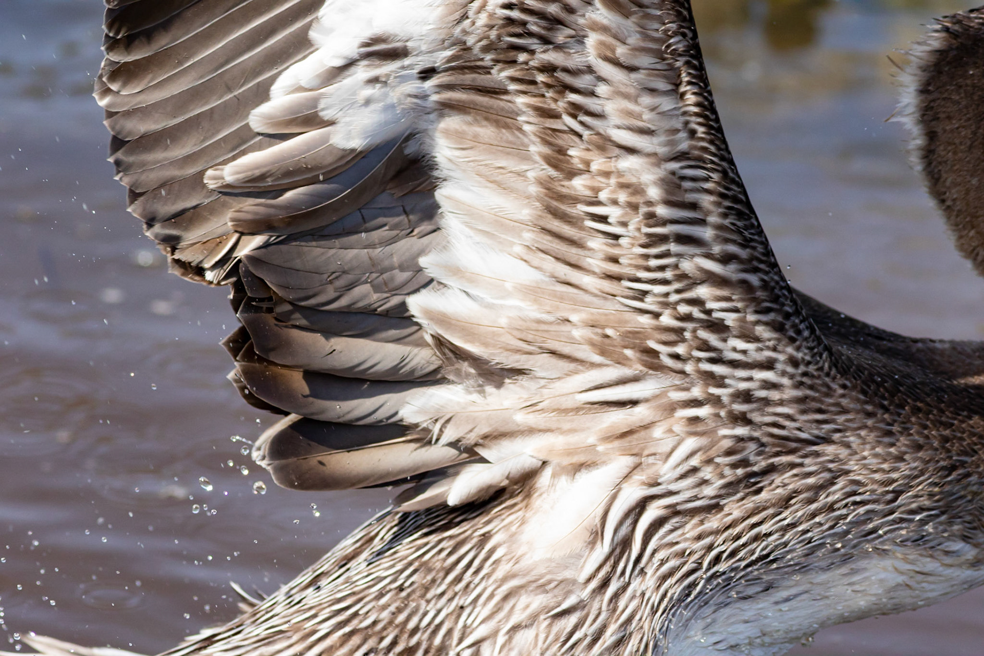 Pelicans 25, Huntington Beach State Park, SC