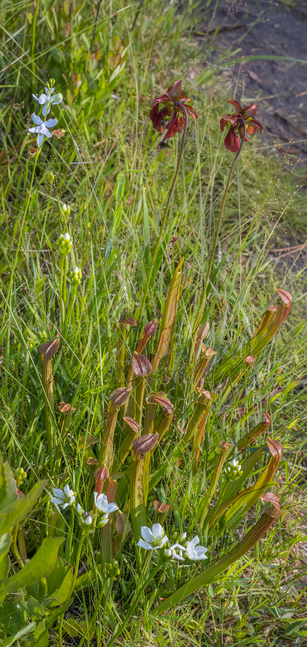 Grass pink orchid, pitcher plant, flowering venus flytrap, Green Swamp Preserve