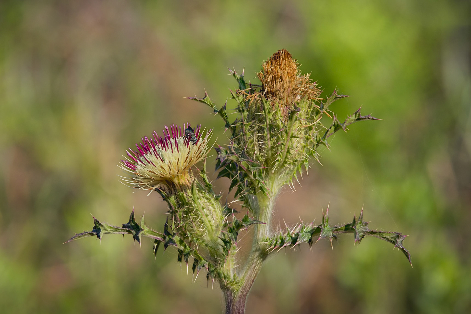 Yellow thistle 2, Greater Green Swamp Area