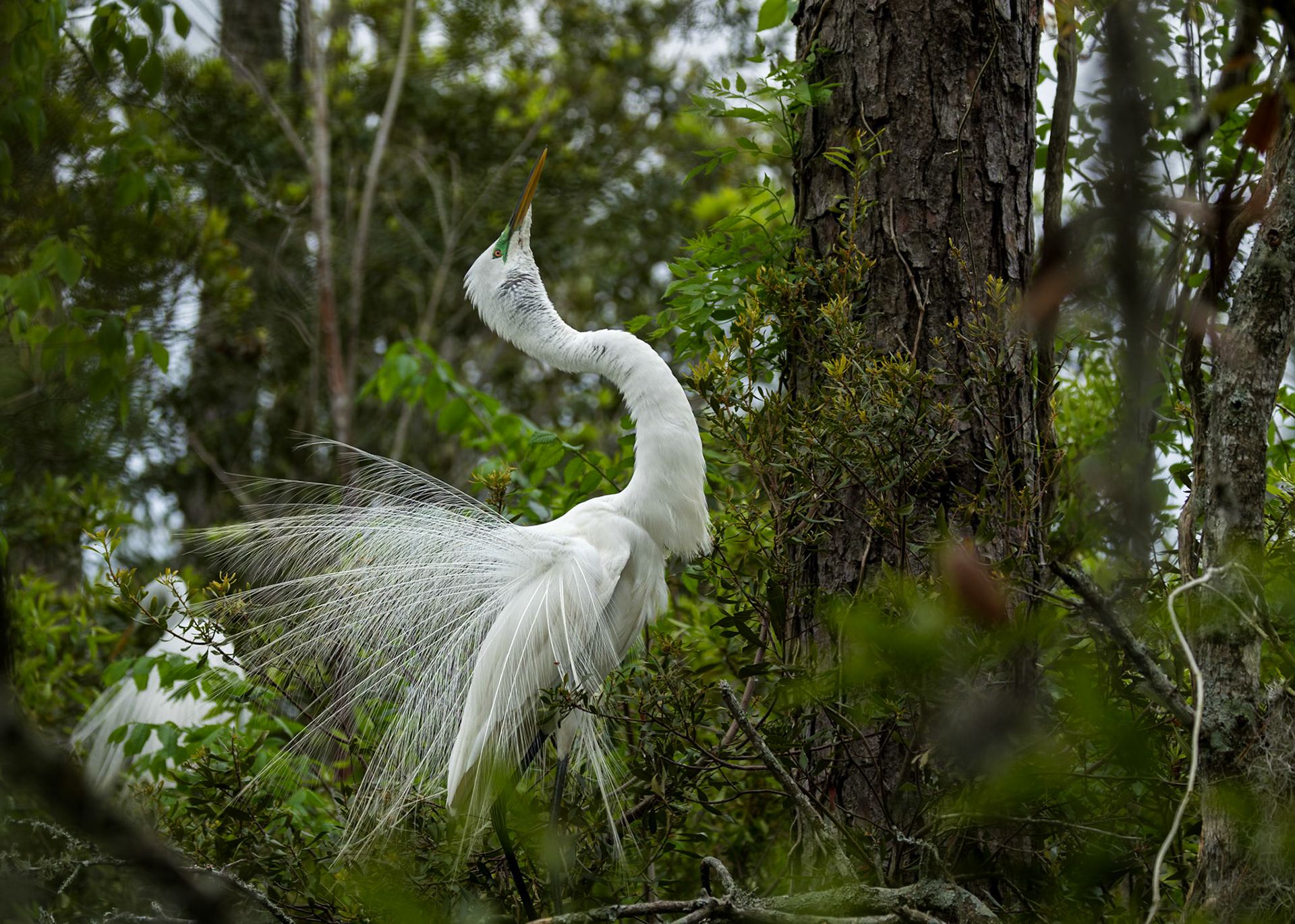 Great egret 86, Huntington Beach State Park