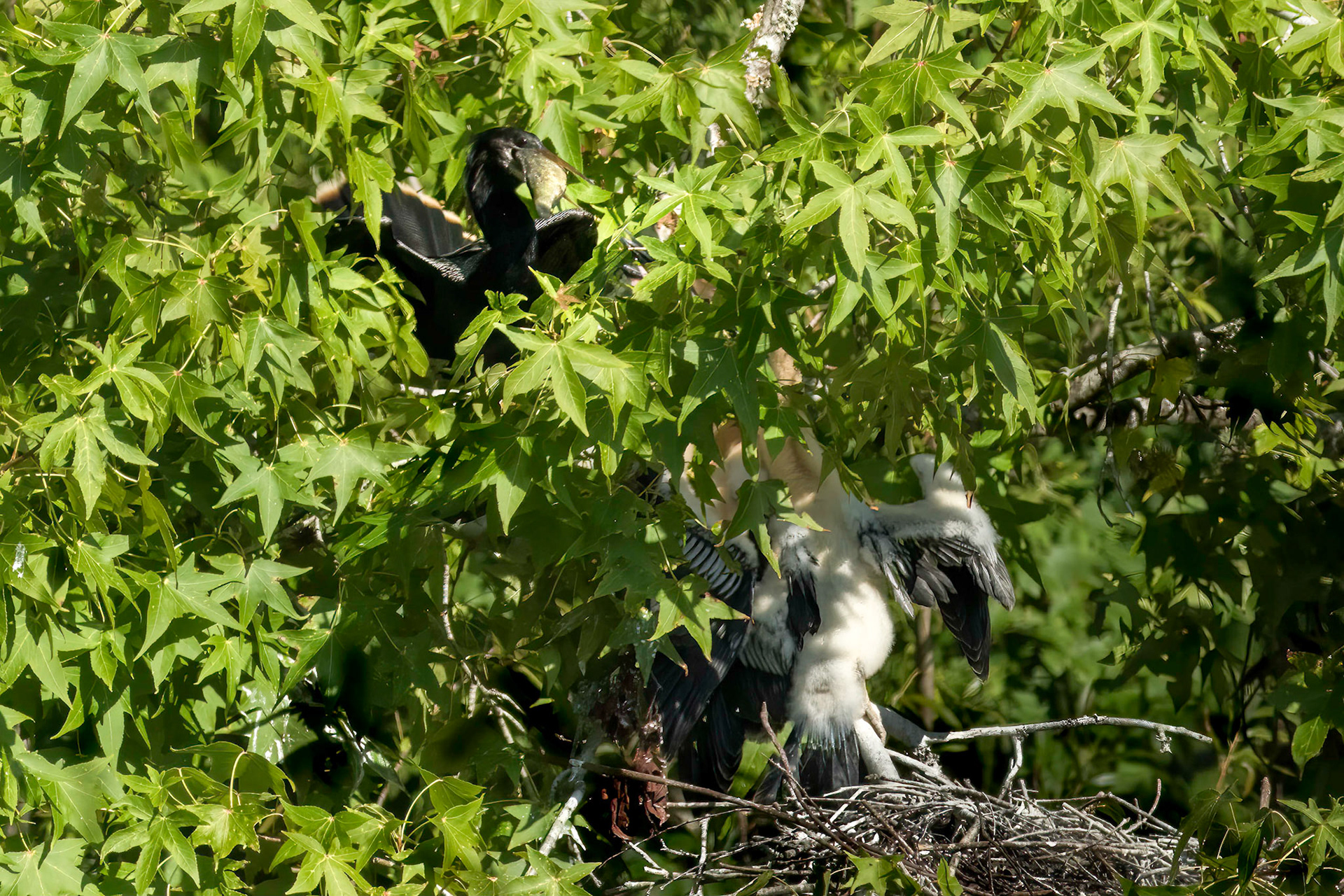 Anhinga nest 28, Sea Trail , Week of July 25, Nest 1