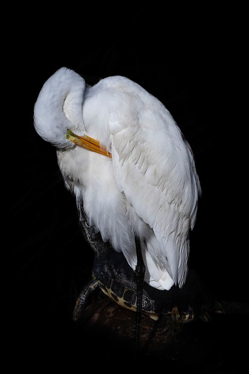 Low key great egret 2, Carl Bazemore bird platform, Sunset Beach, NC