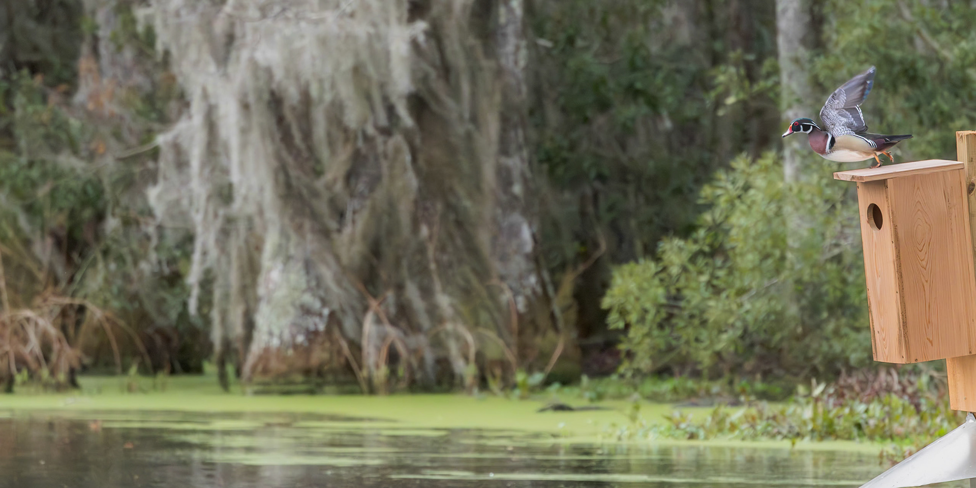 Wood duck 8, Magnolia Plantation Audubon Swamp Garden