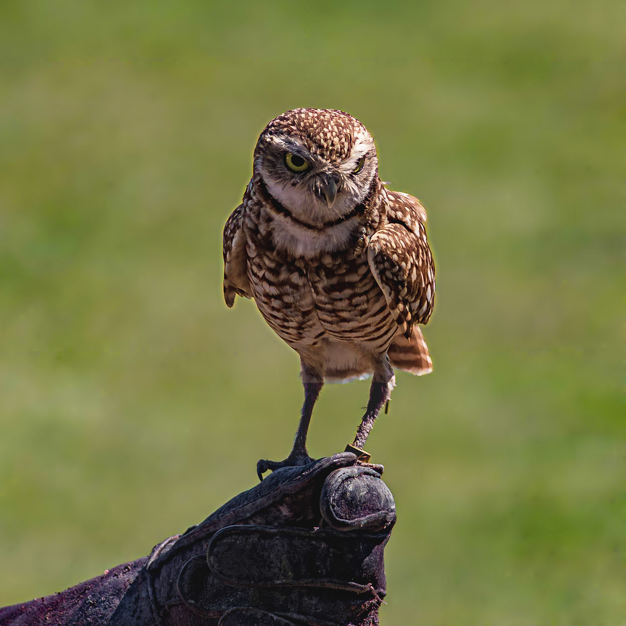 Burrowing owl 1, The Center for Birds of Prey, Awendaw, SC, SCAIR 58