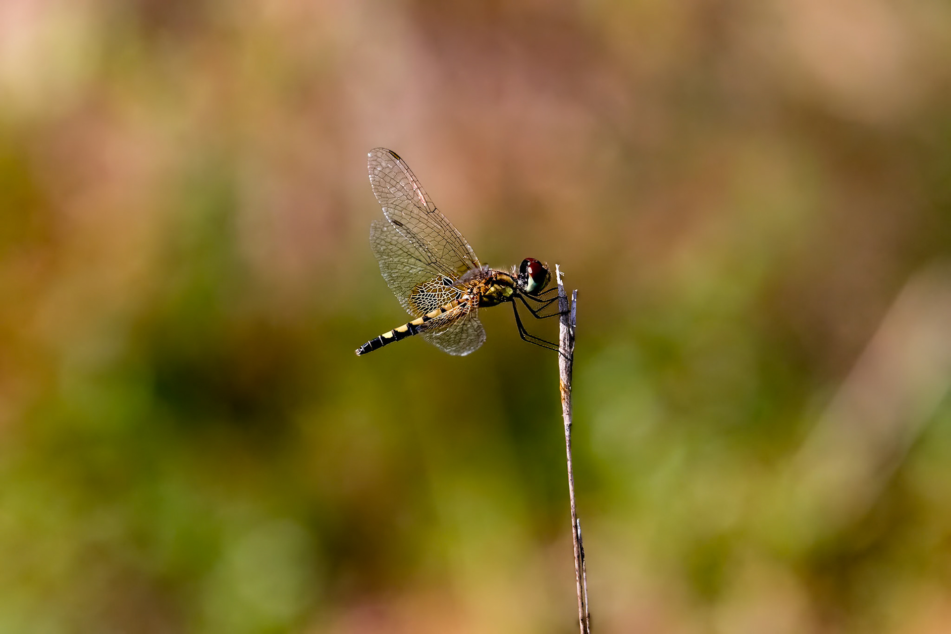Amanda's Pennant 2, female, Green Swamp