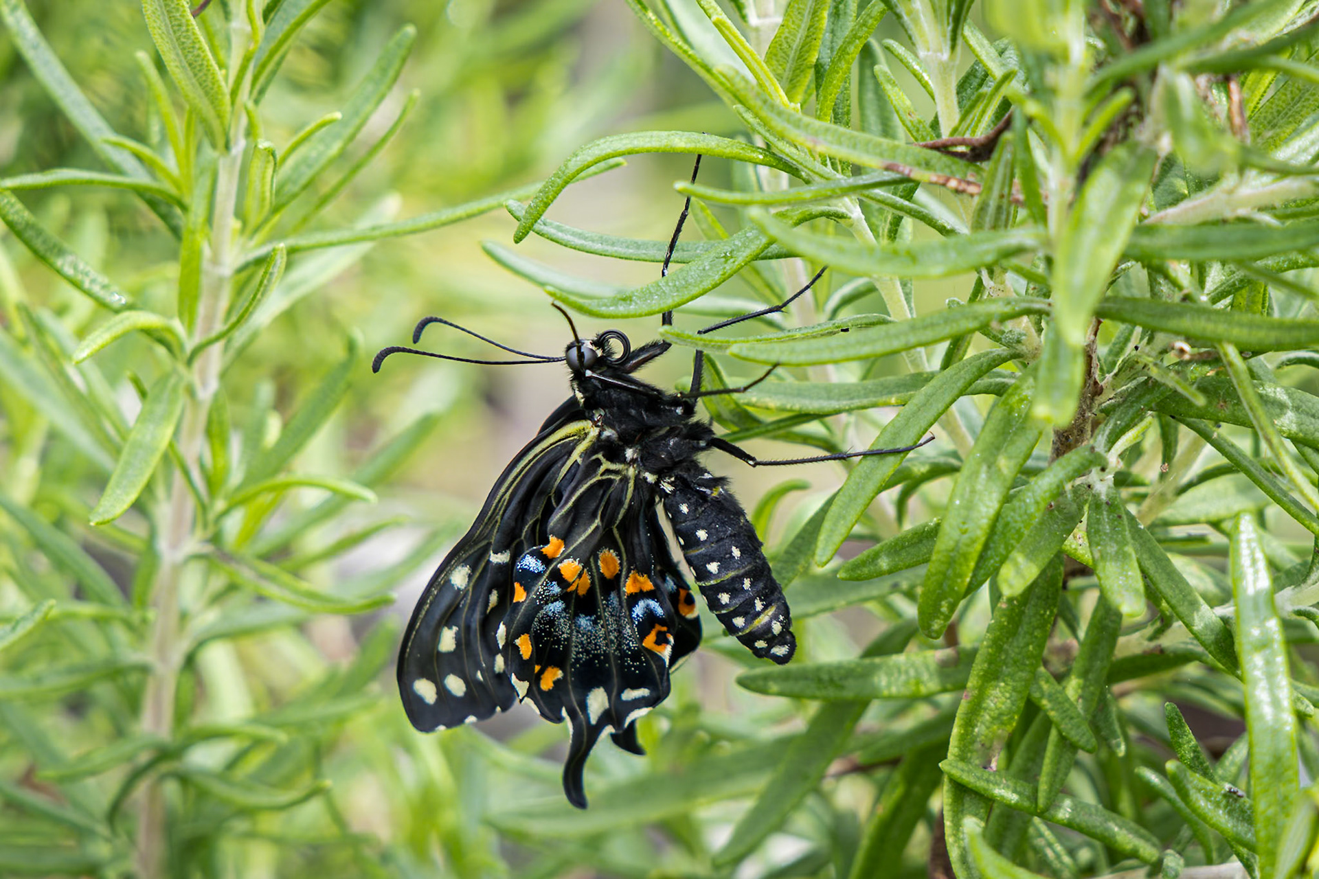 Black swallowtail hatching 3, Private home in Calabash, NC