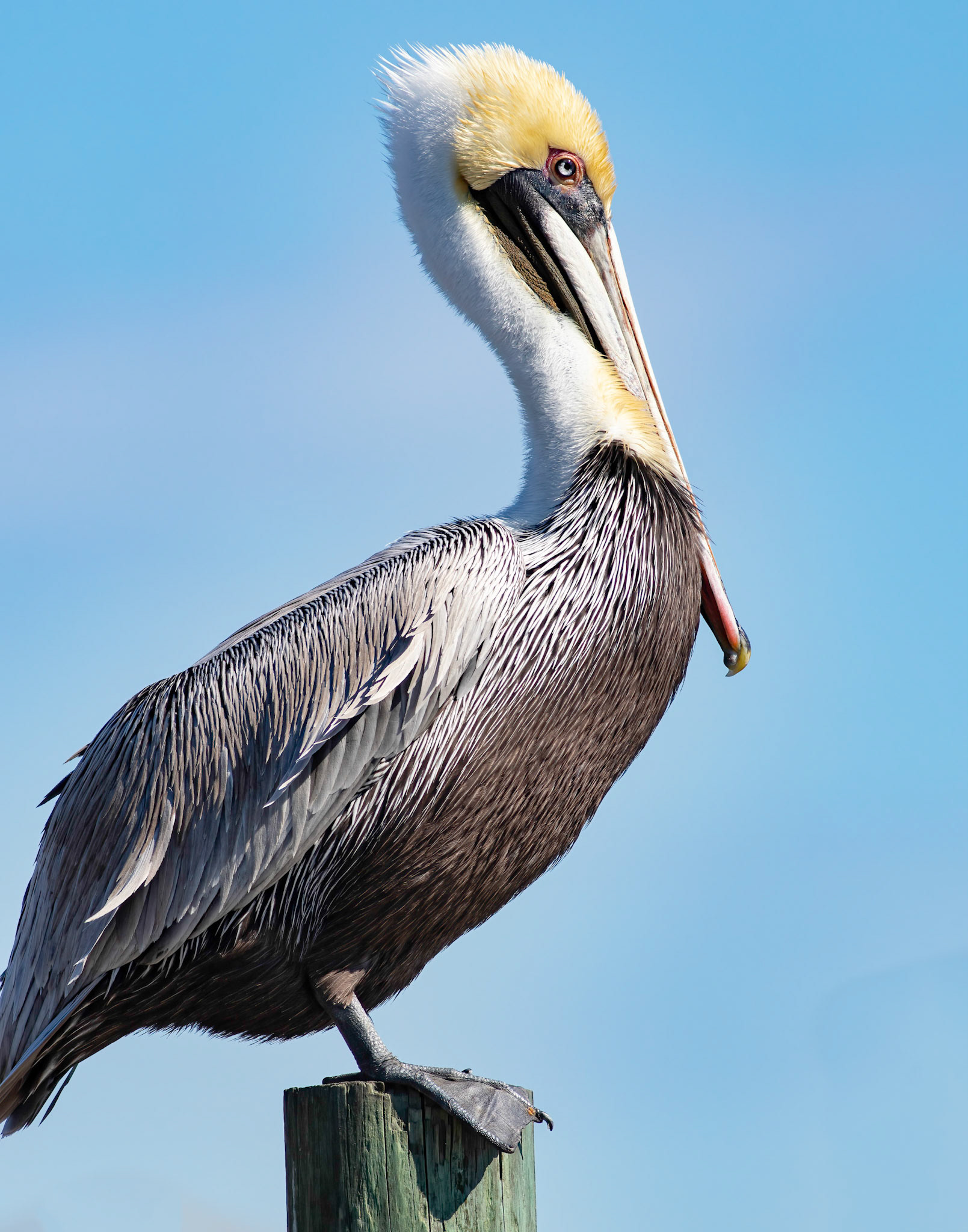 Pelicans 35, OIB