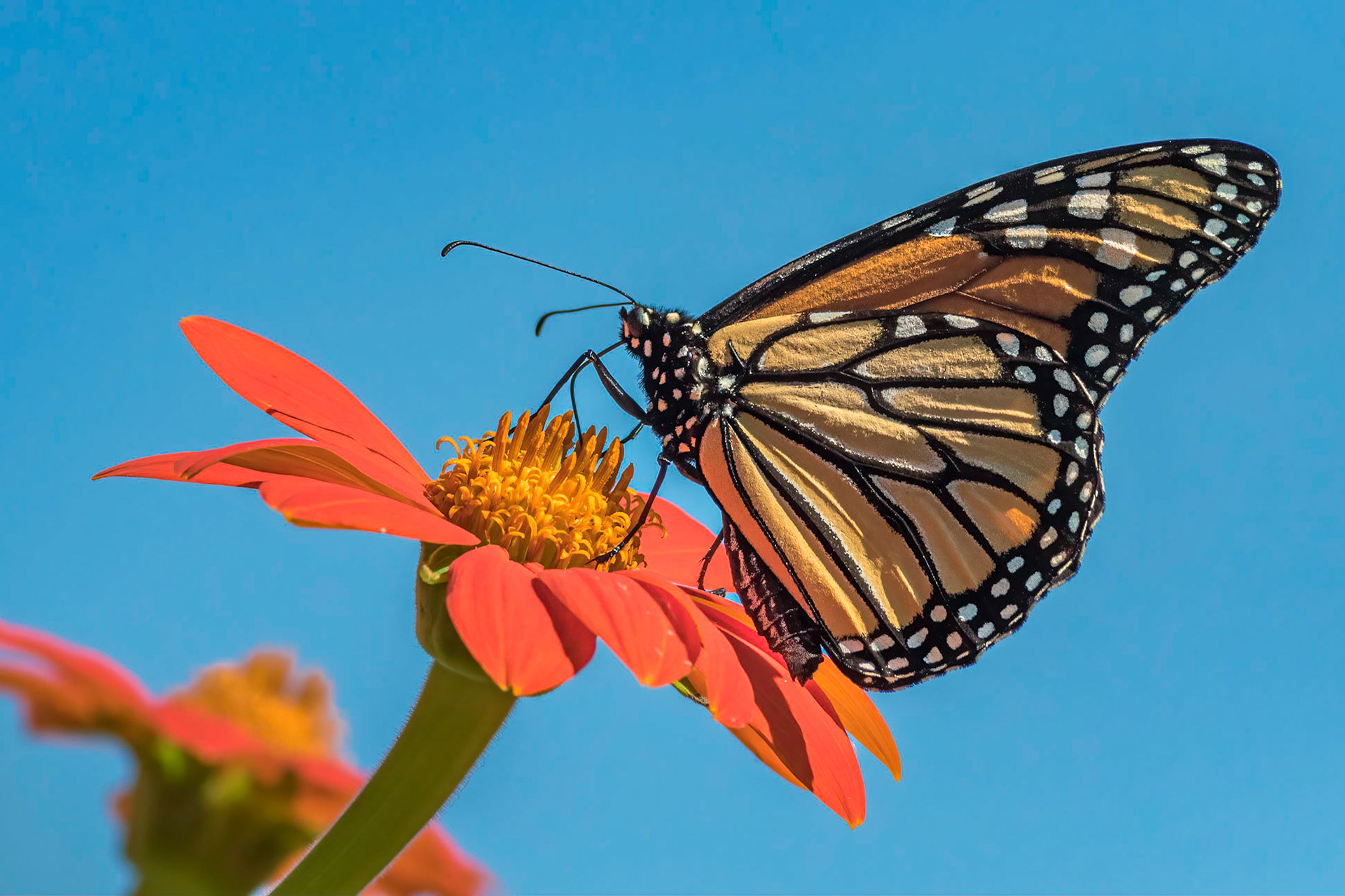 Monarch 5, New Hanover County Arboretum