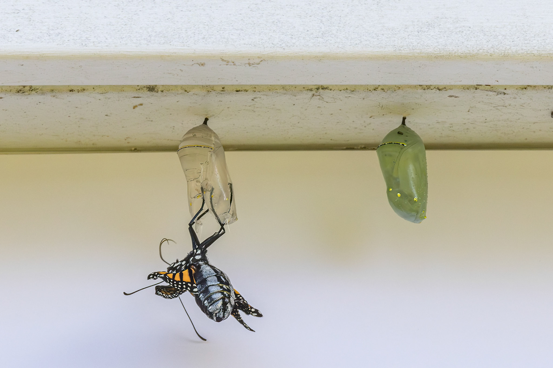 Monarch hatching 6, Private home in Calabash, NC