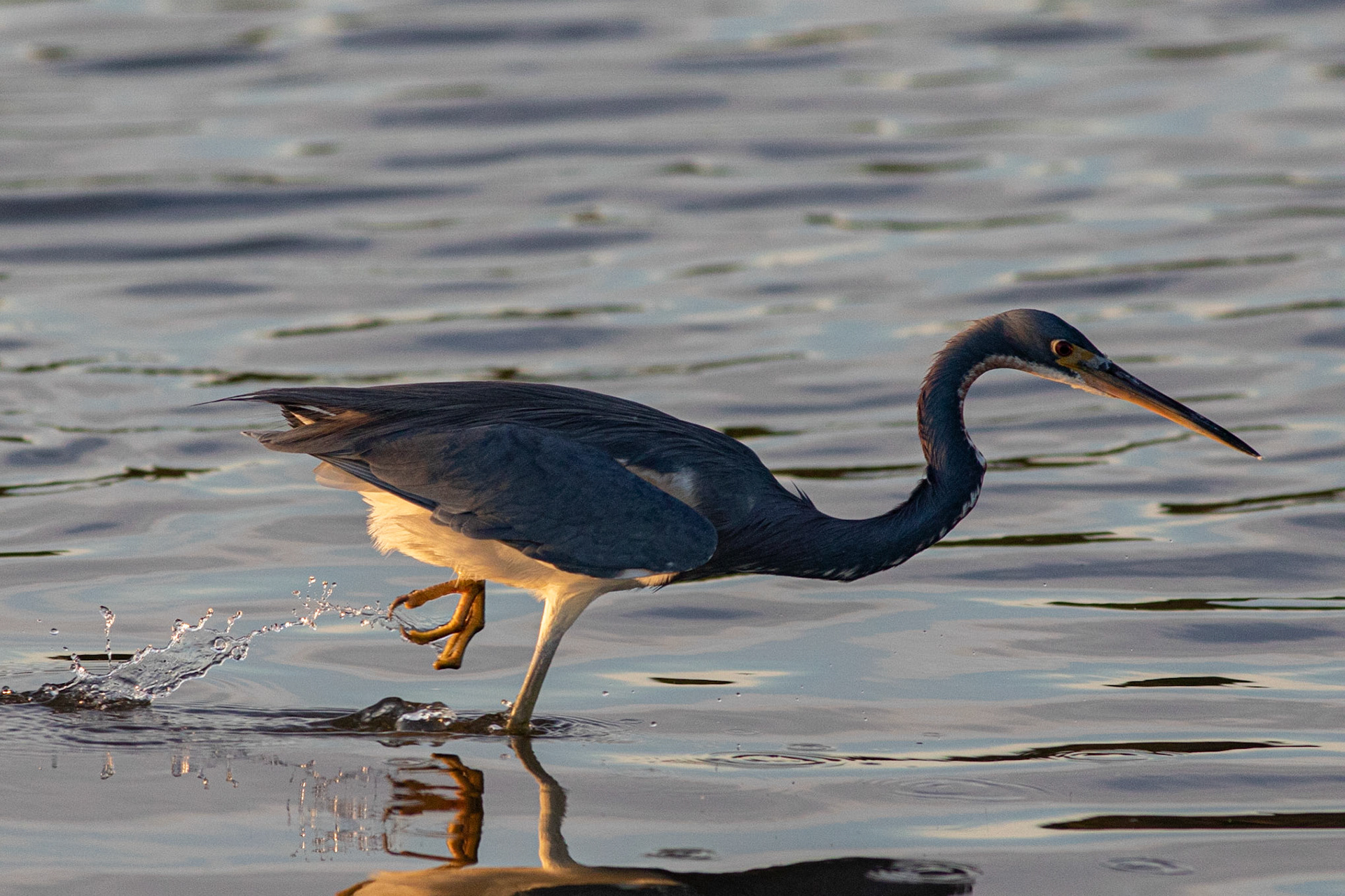 Tricolor Heron 13, OIB Ferry Landing Park
