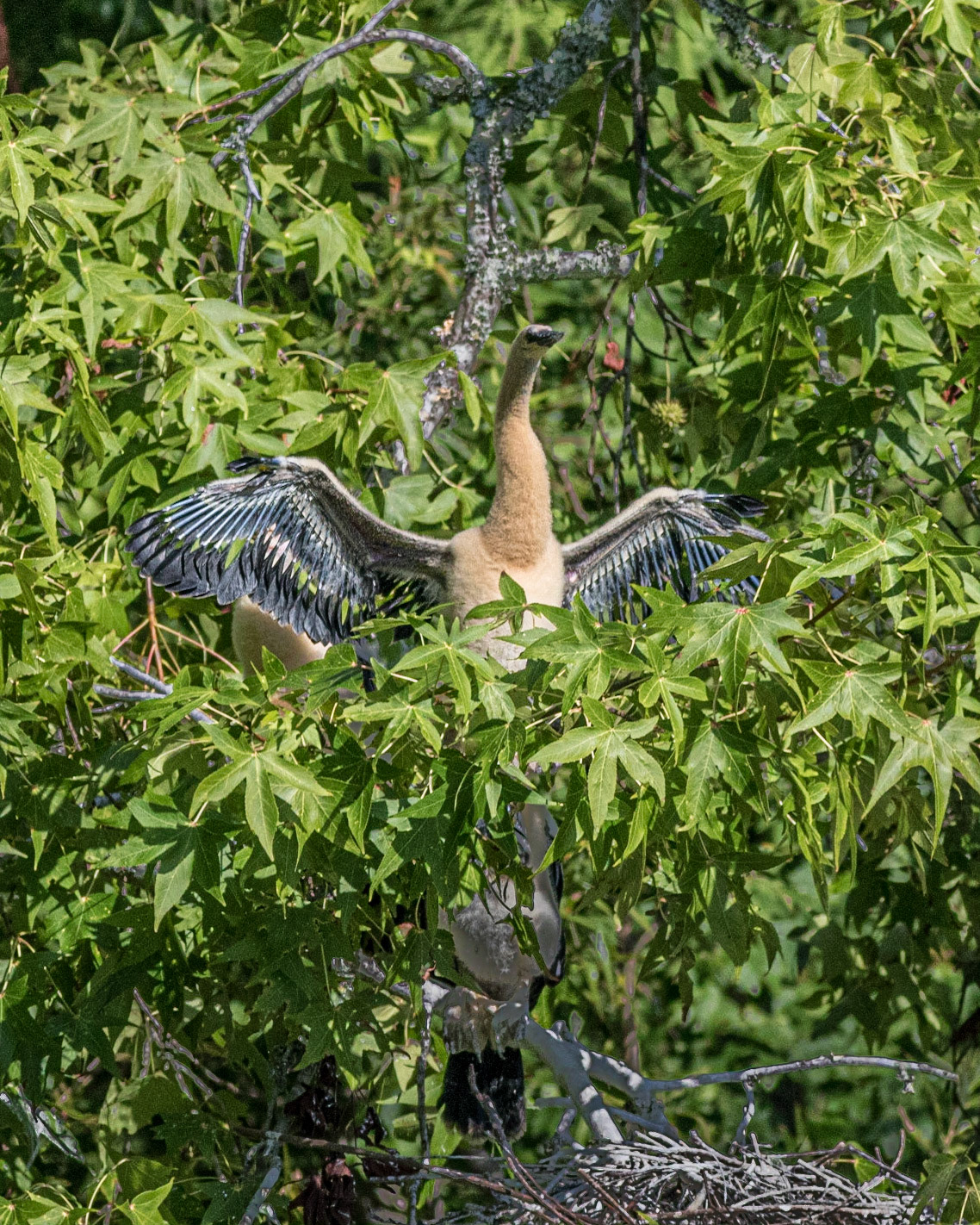 Anhinga nest 31, Sea Trail, Week of July 25, Nest 1