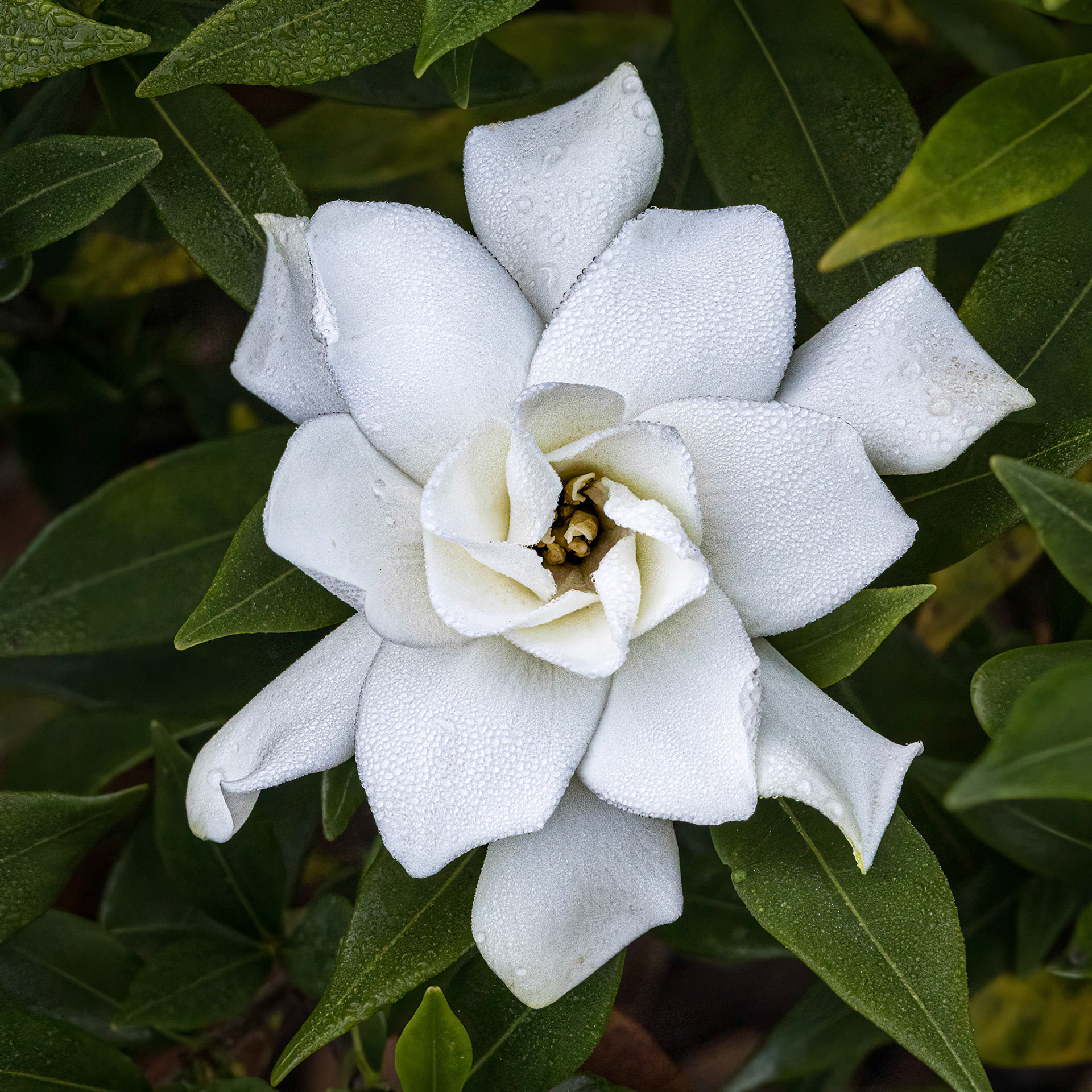 Gardenia 2, Brunswick County Botanical Gardens