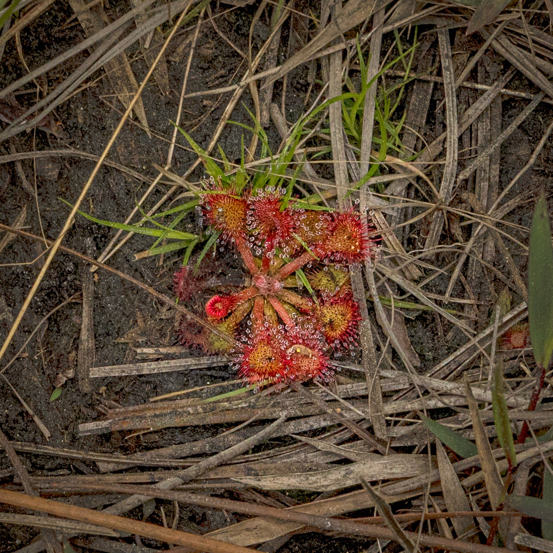 Pink sundew 5, Green Swamp Preserve