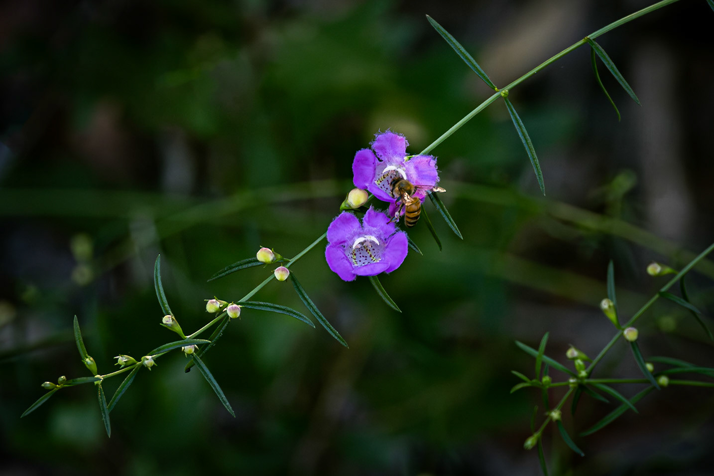Flase foxglove 8, Greater Green Swamp Area