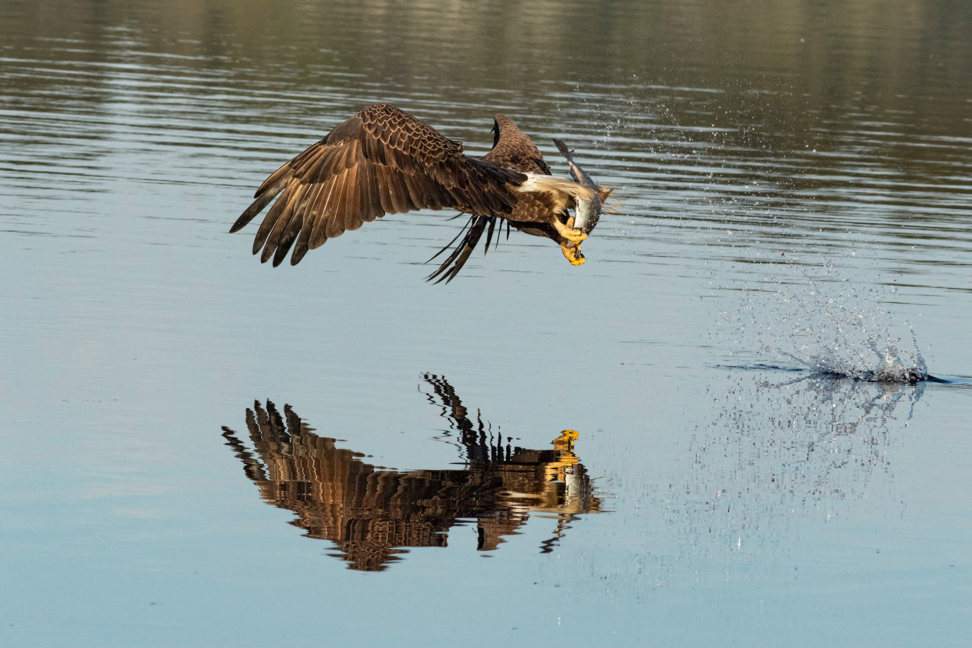 Bald Eagle 36, Carl Bazemore Platform, Sunset Beach, NANPA Showcase 2023 semi-finalist