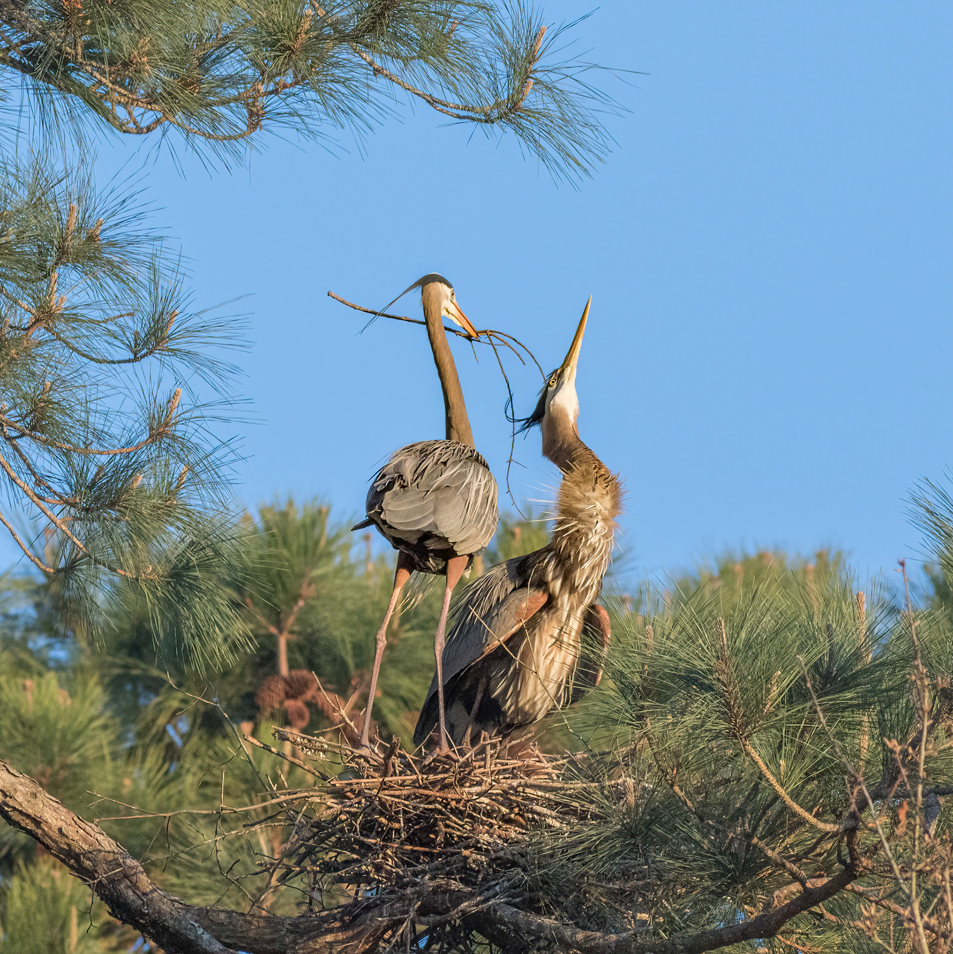 Herons Mating 6, She tosses her head back to flirt