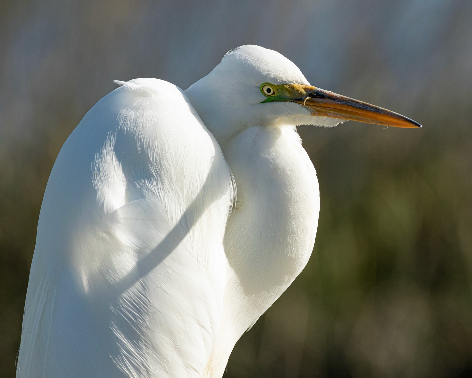 Great Egret 34, Huntinton Beach SC