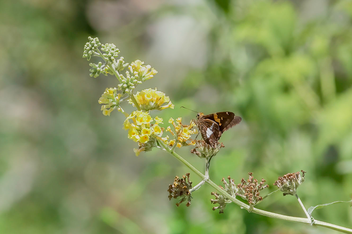 Silver spotted skipper 2, Brunswick County Botanical Gardens